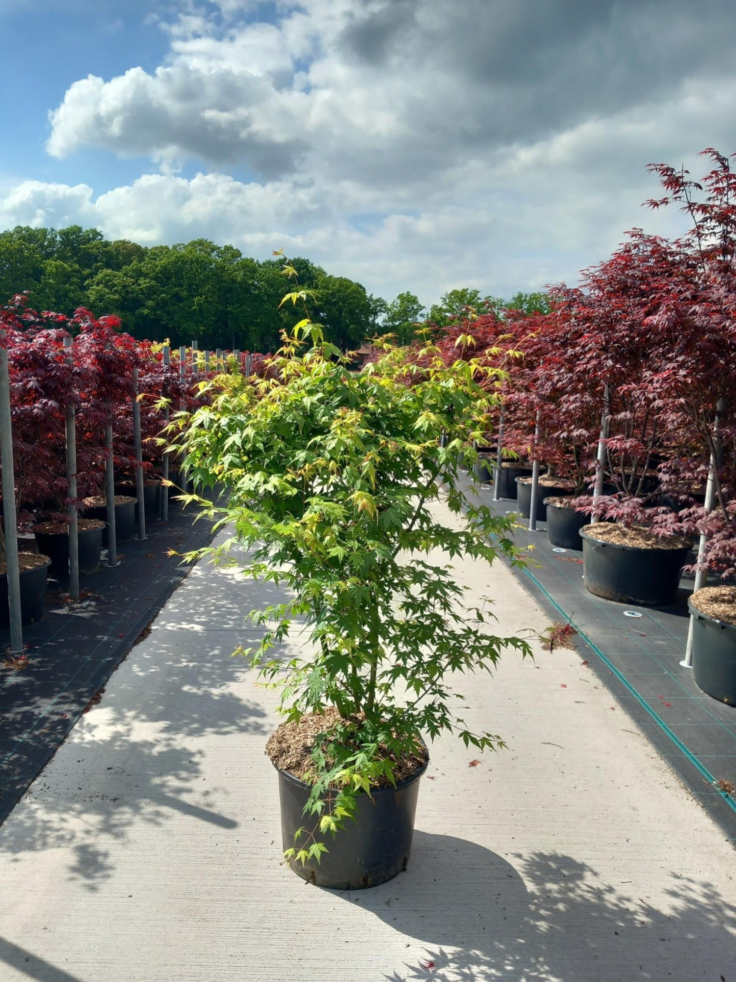 Acer palmatum, D 45 cm