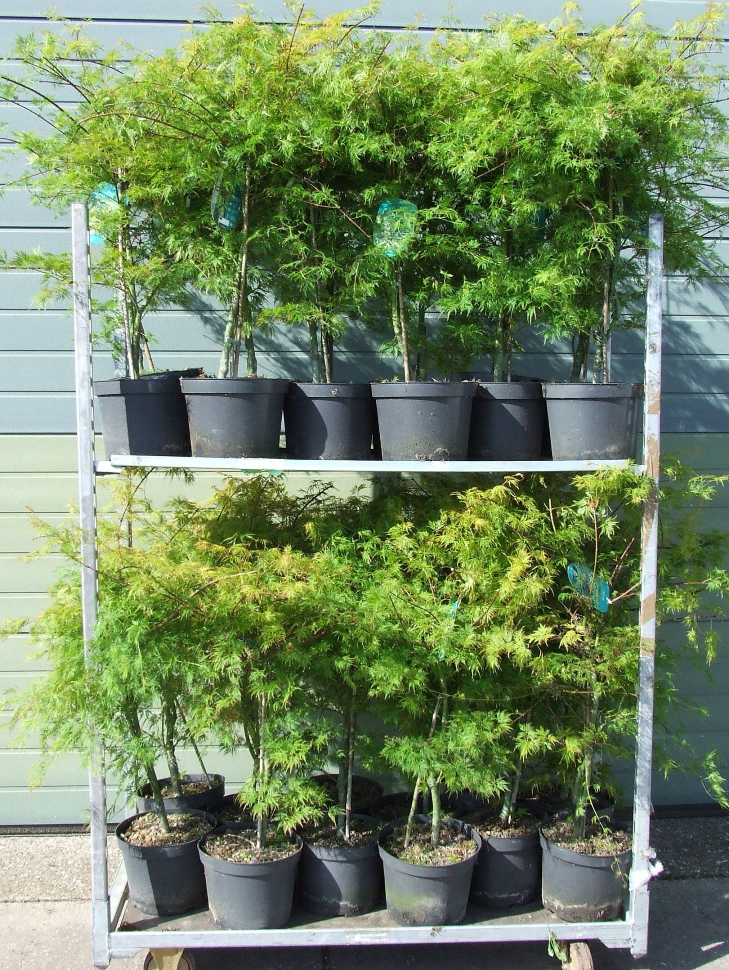 Acer palmatum 'Emerald Lace' P26 Full CC, D 26 cm