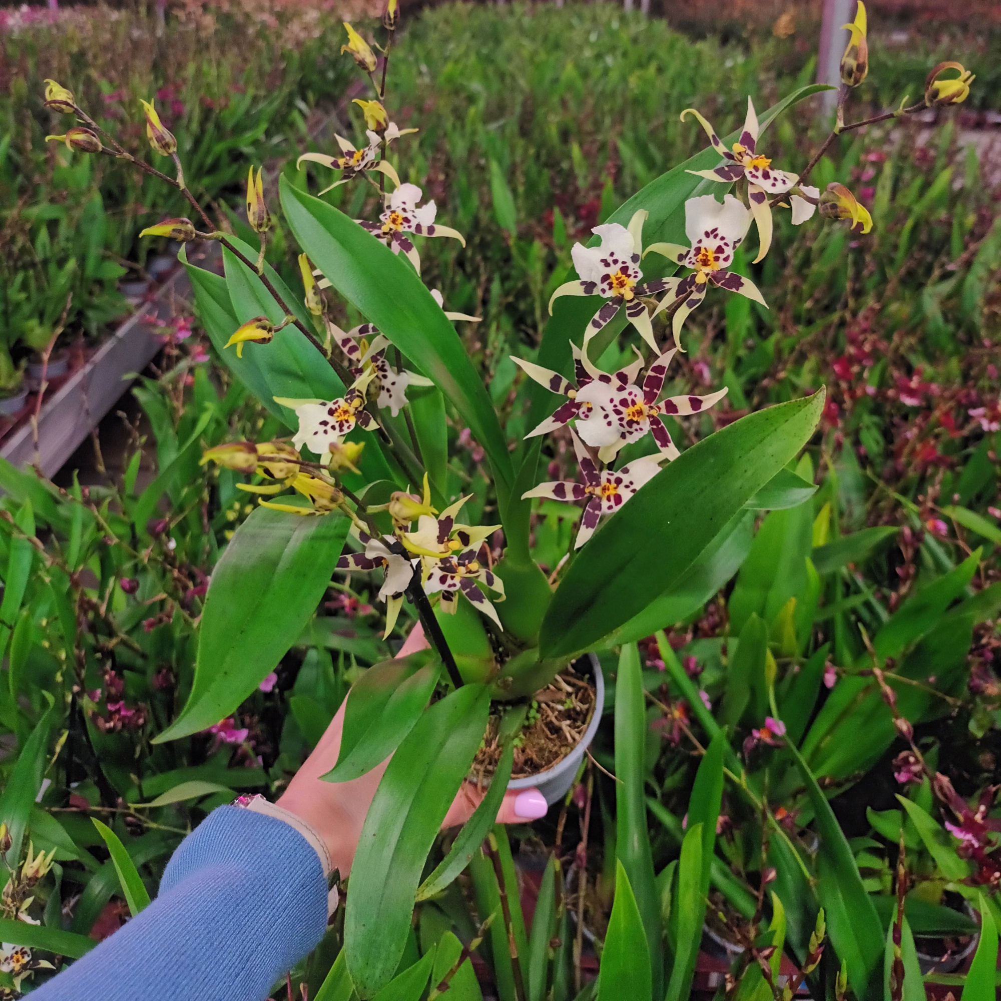 Inca Oncidium Titanium 4+ spike 9cm, D 9 cm