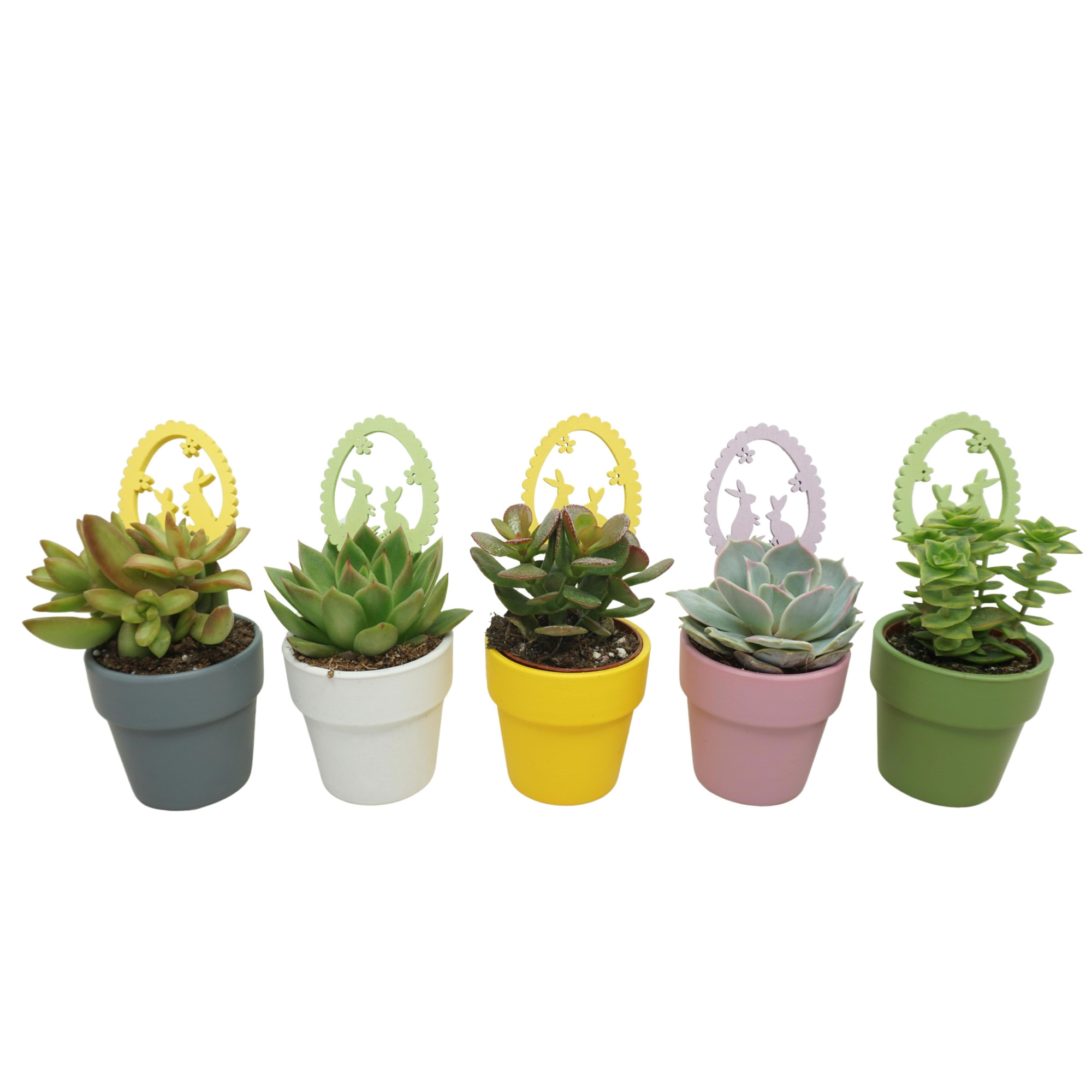 Succulent met houten Paasei in 6 cm 'Durango Kraagpot', D 5,5