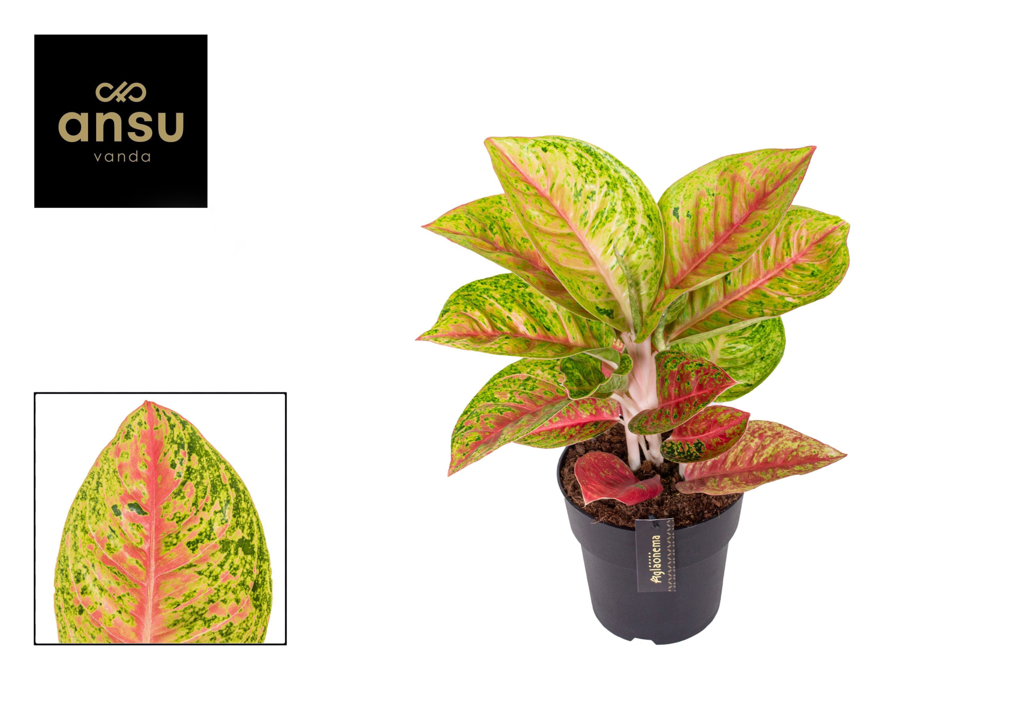 Aglaonema Grand Poppy, D 19