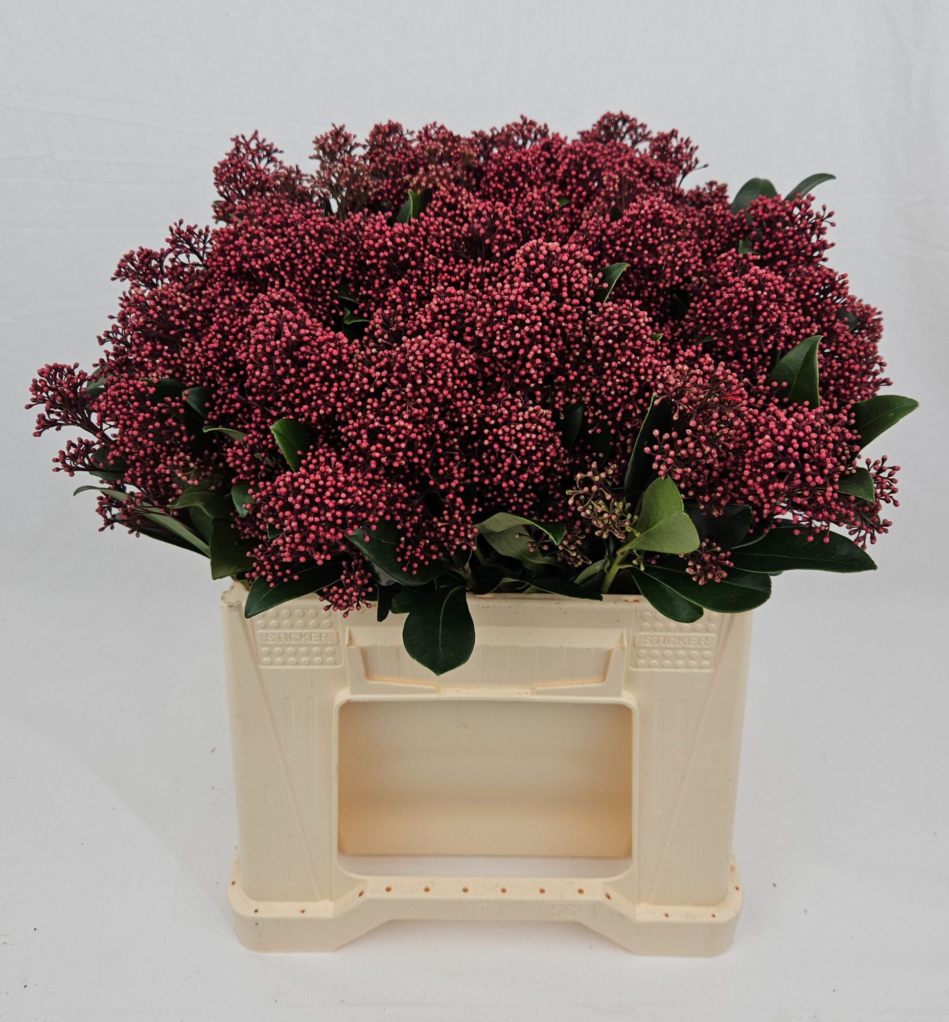 Скимия Рубелла за пучок 40, пуч.