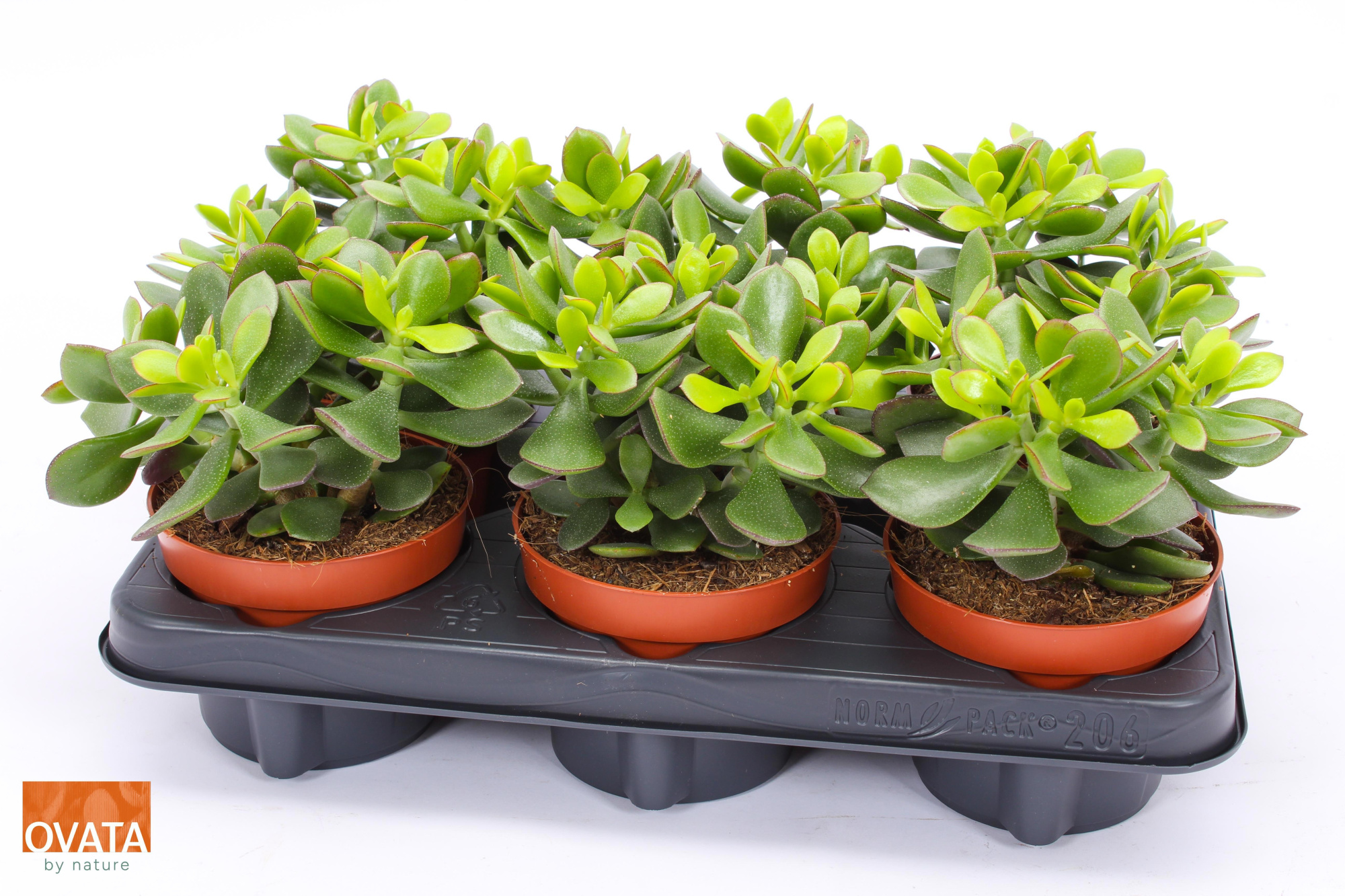 Crassula minova magic 12, D 12