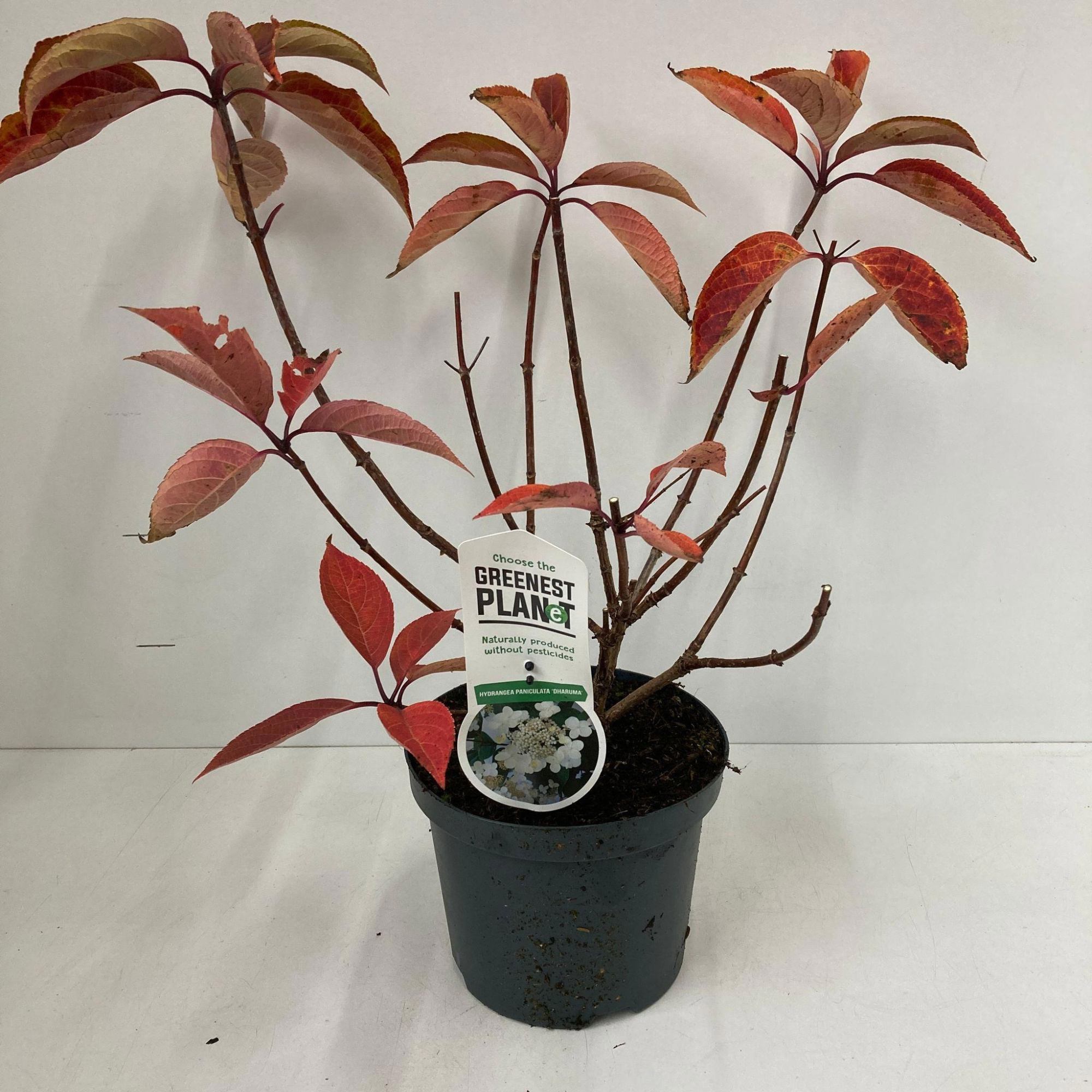 Hydrangea pan. ‘Dharuma’, D 19 cm