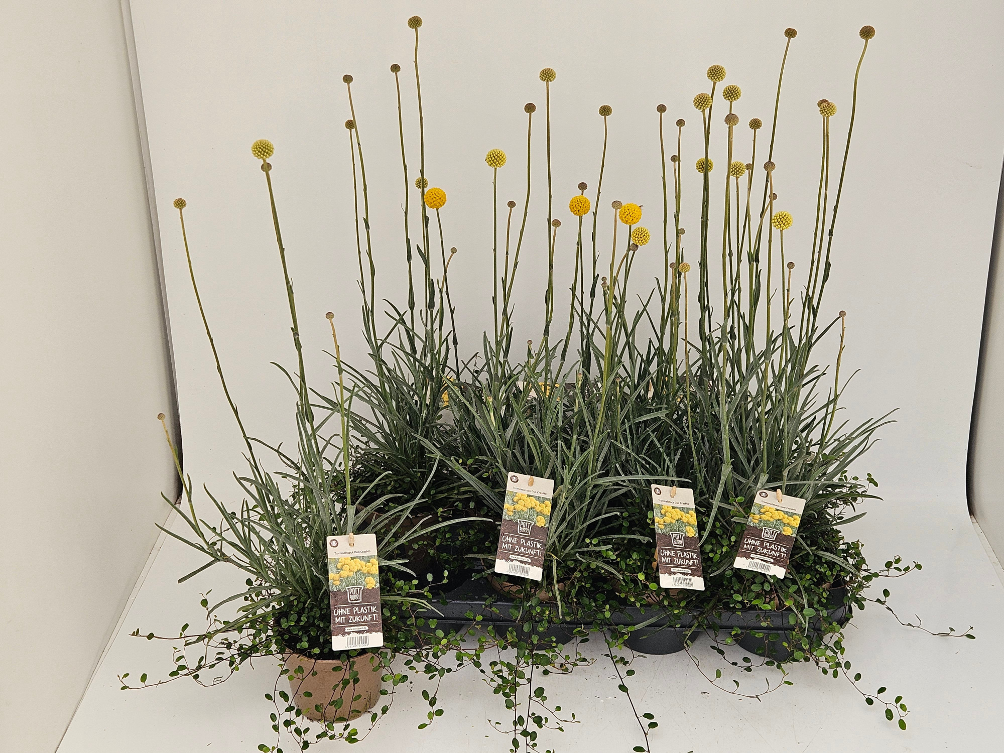 Craspedia - Mühlenbeckia (CrasMü) T13 im Pottburri Topf, D 13