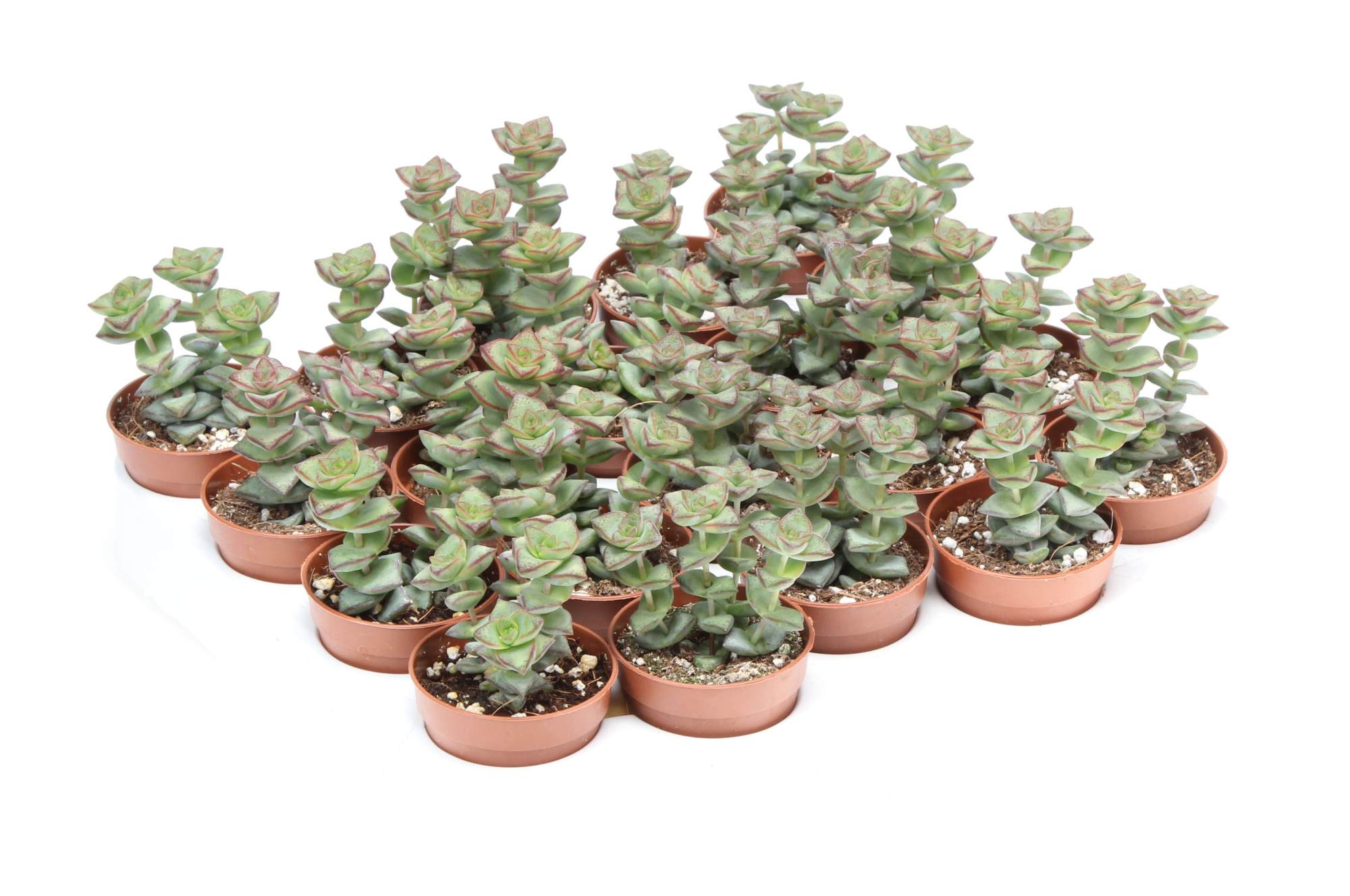 Crassula perfossa, D 5,5