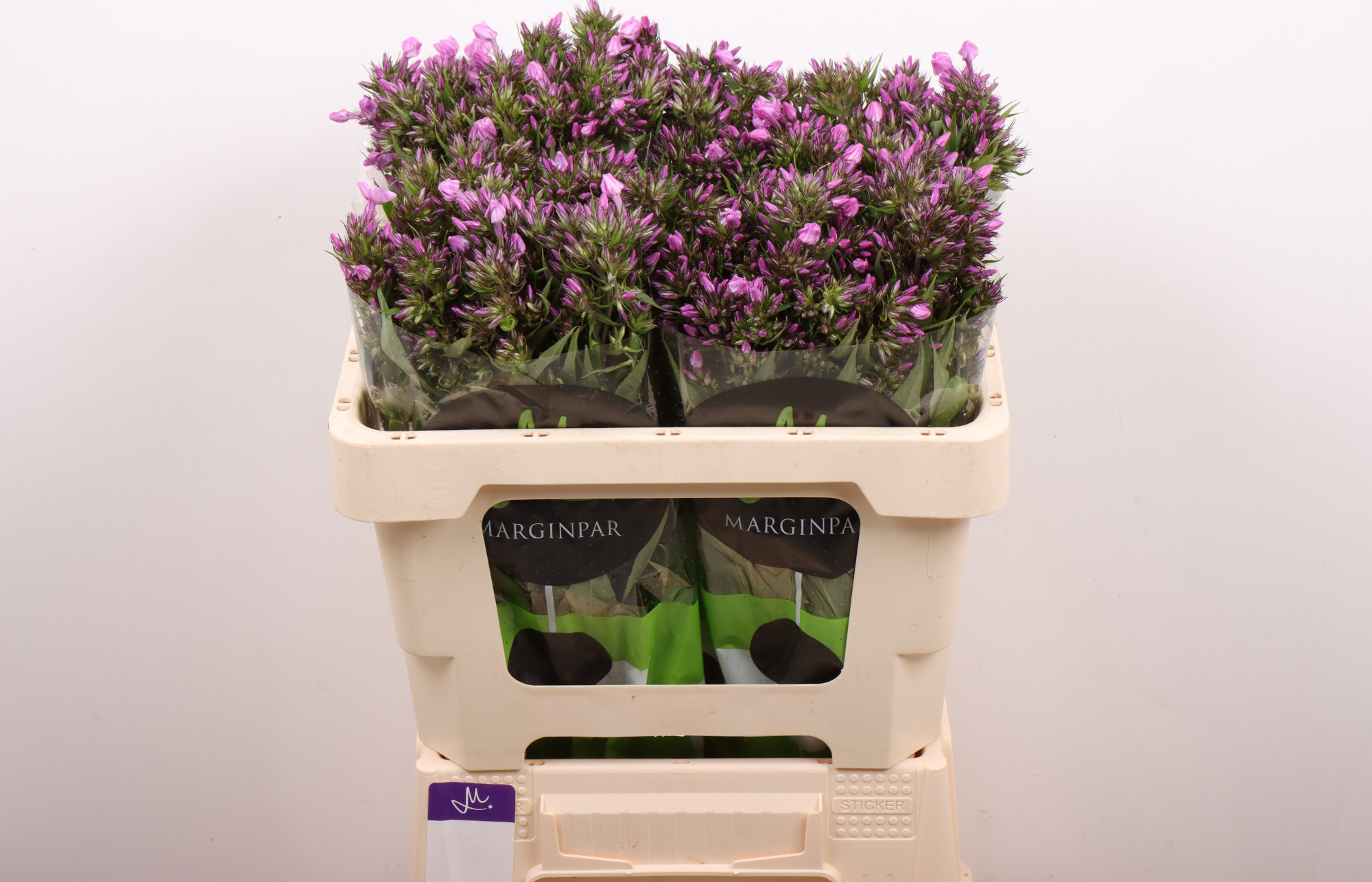 Флокс Лист 50, шт.