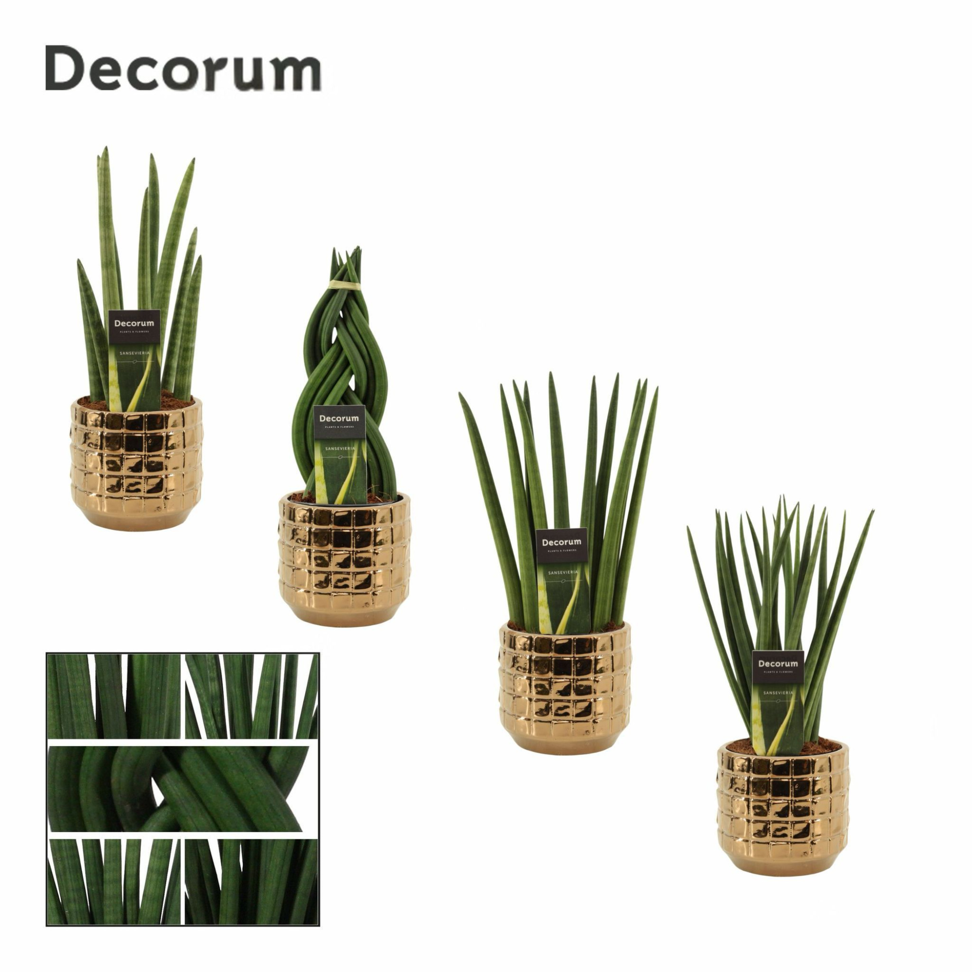 Sansevieria cylindrica 12 cm mix in Janneke (Top Blend-Collecti, D 12 cm