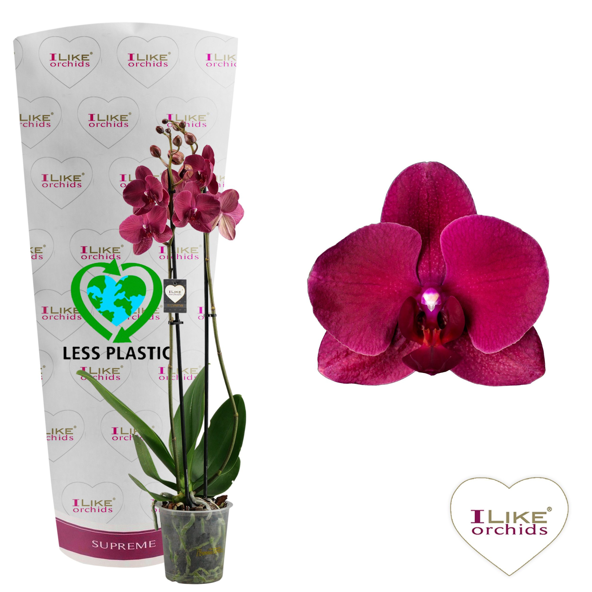 Phalaenopsis Montreux - 2 tak 70cm (Less Plastic), D 12 cm