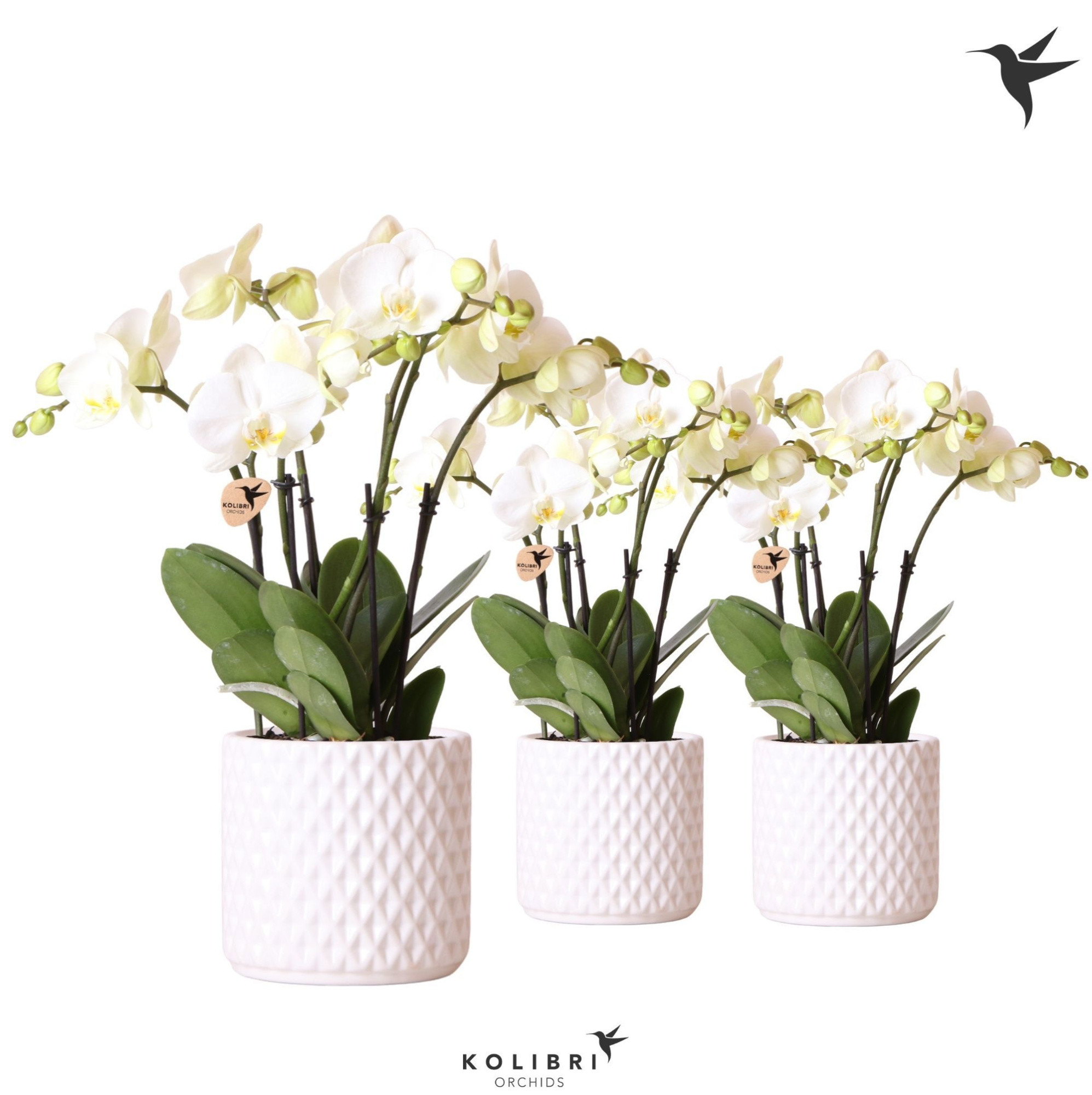 Kolibri Orchids Phalaenopsis Ghent 4 spike in Diamond pot white, D 12