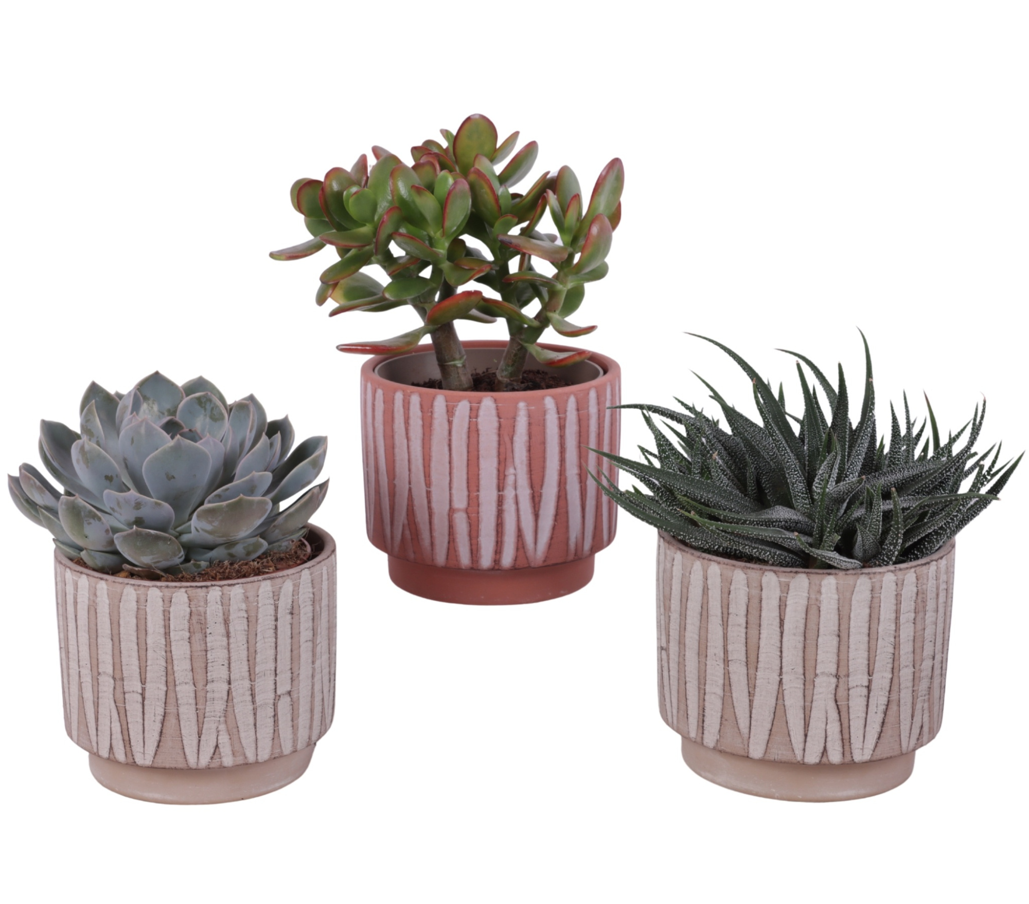 Succulenten mix Ø12cm in Ø14cm Ceramic NT667, D 14