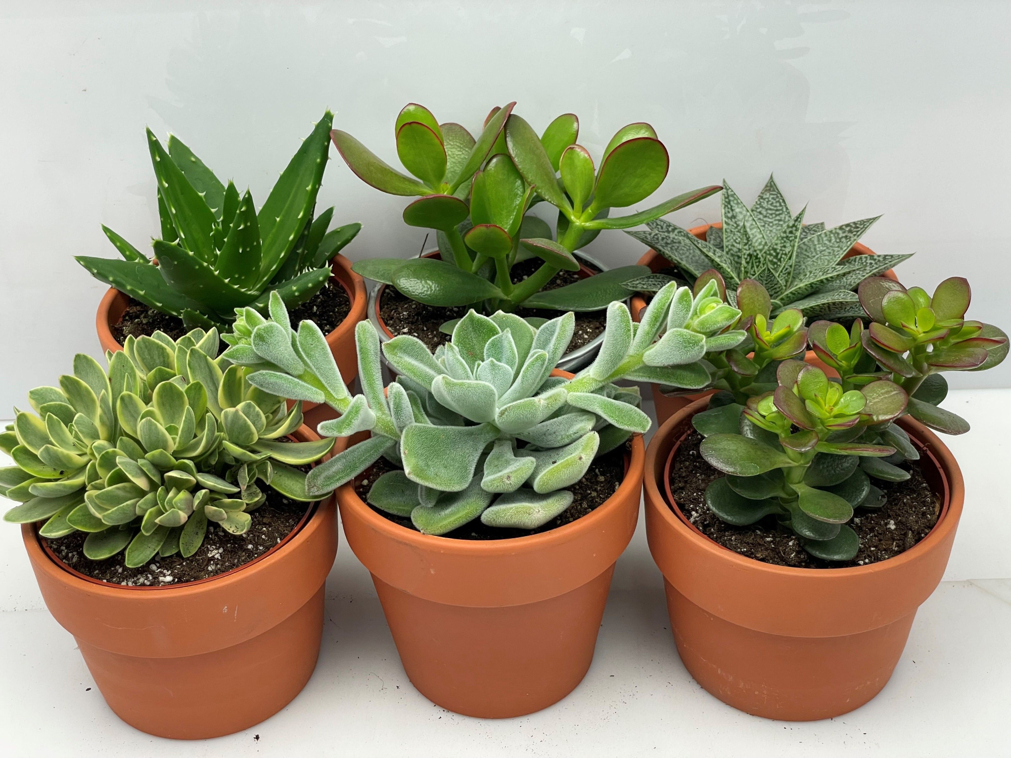 59 Rozenpot succulent 10,5 cm, D 12 cm