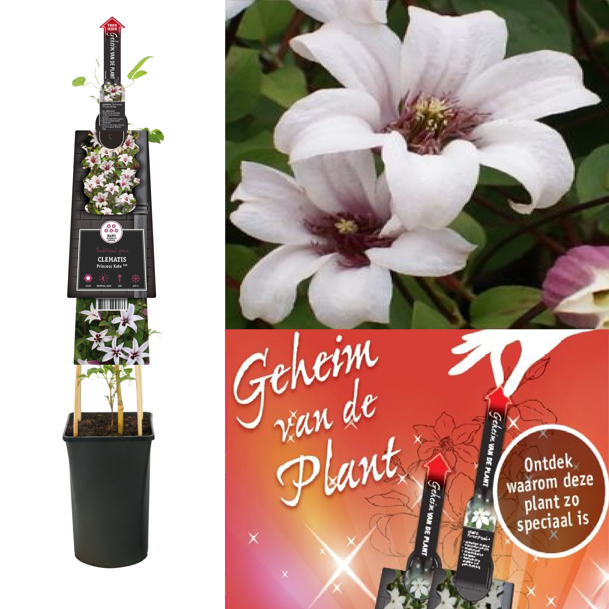 Clematis Princess Kate PBR +3.0 label+ secret of the plant DE, D 17