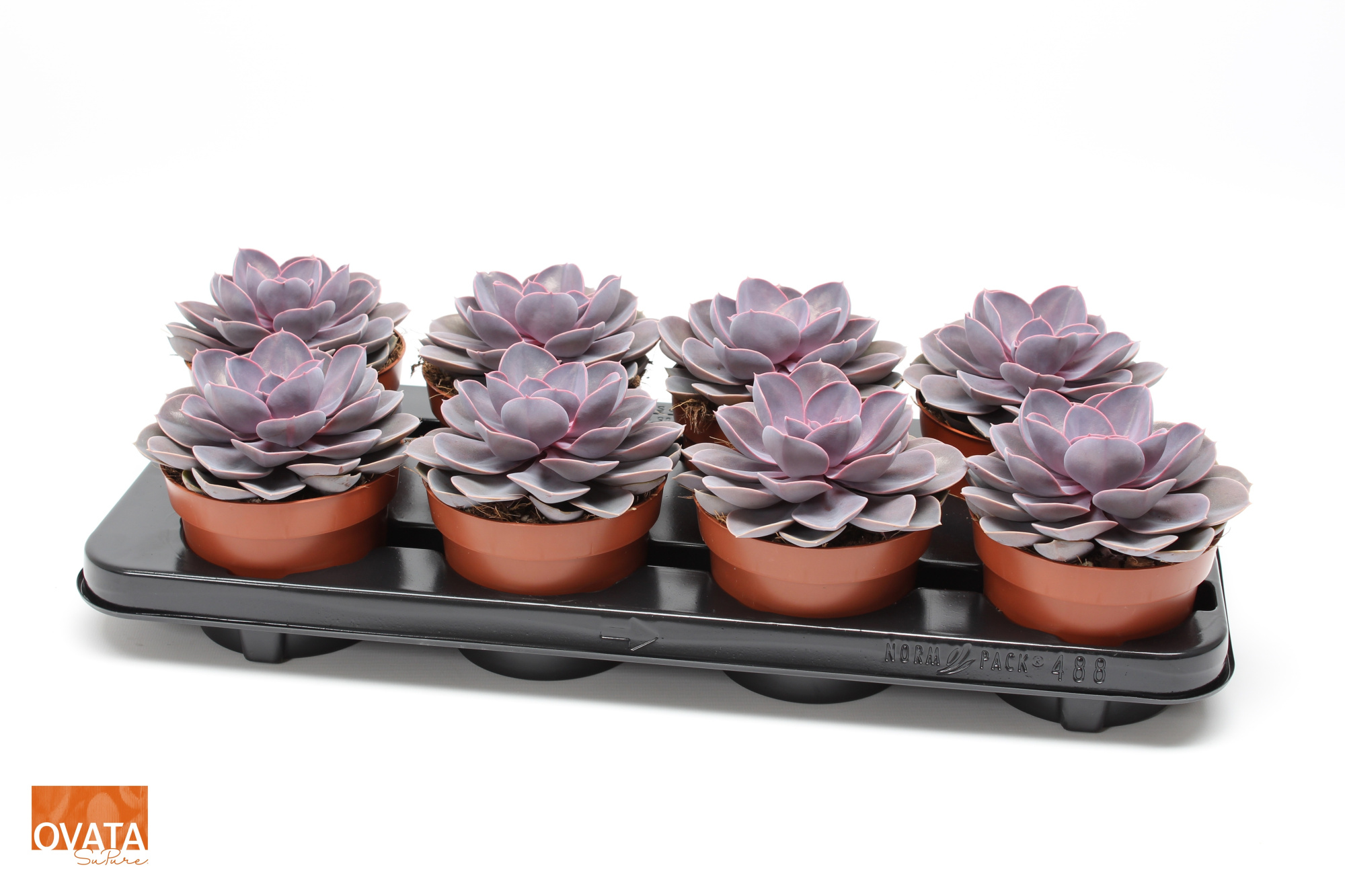Echeveria purple pearl 12 pearls, D 12 cm