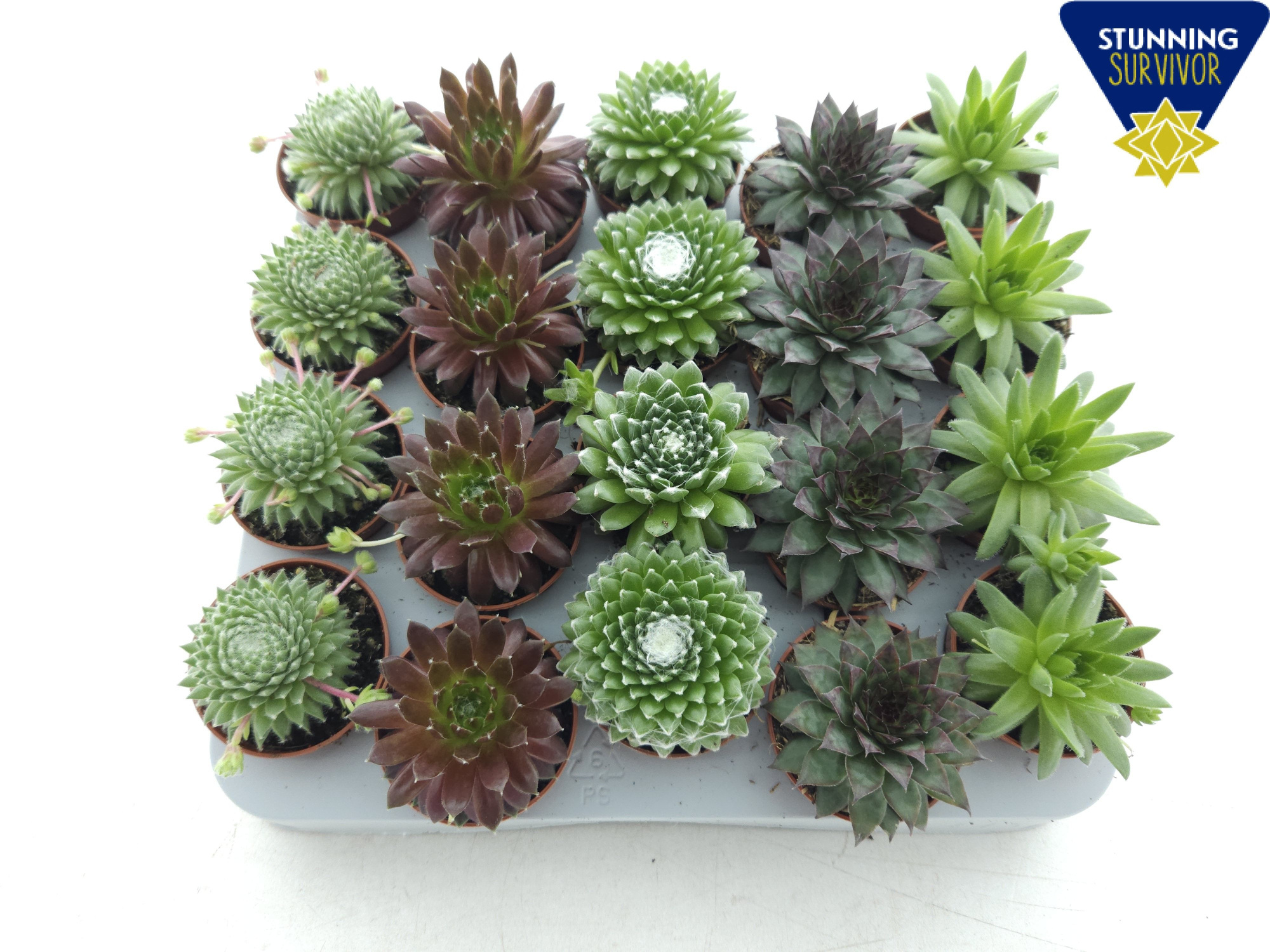 Sempervivum diversen P5.5, D 5,5 cm