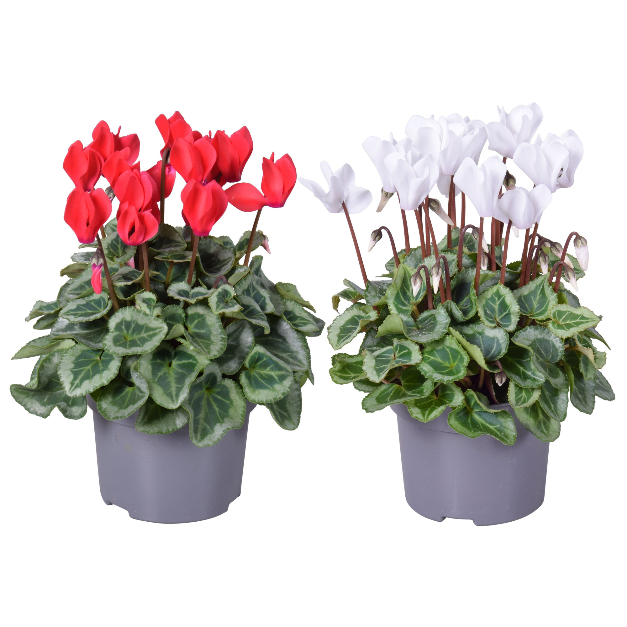 Cyclaam mini zilverb wit + rood, D 10,5