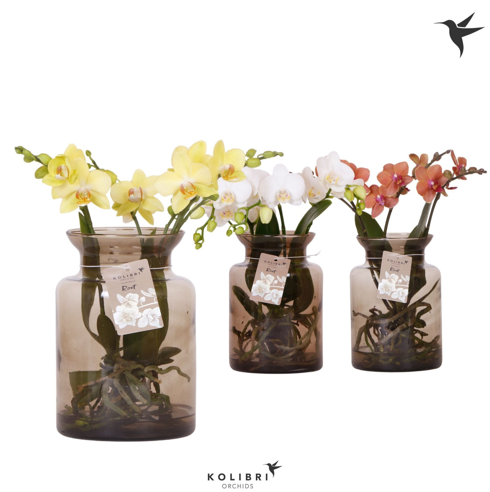 Kolibri Orchids Phalaenopsis Roots mix in glas stolp brown, D 16