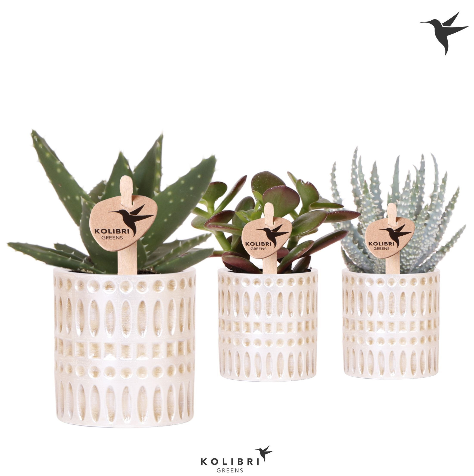 Kolibri Greens Succulenten mix in Mozaiek pot, D 6 cm