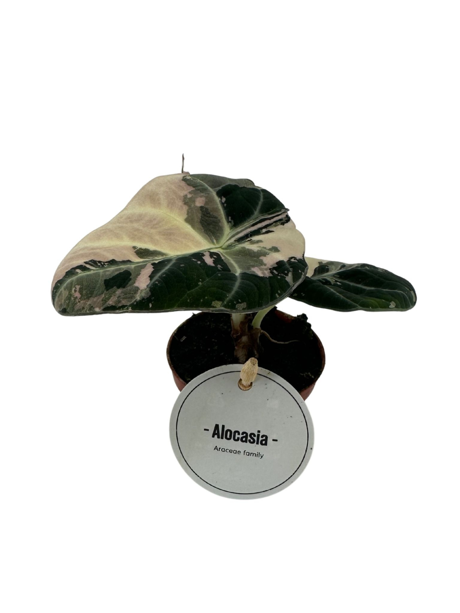 Alocasia Black Velvet Pink Variegata, D 6 cm