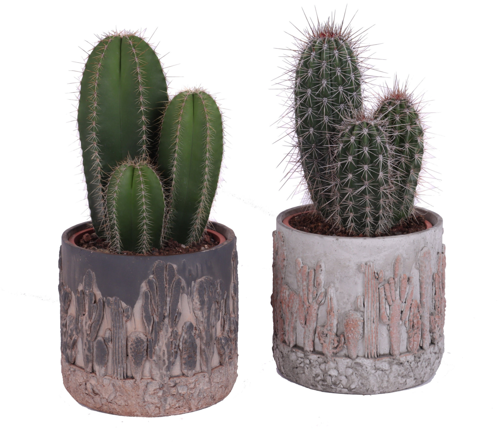 Cactus 17 cm in tacana pot, D 20 cm