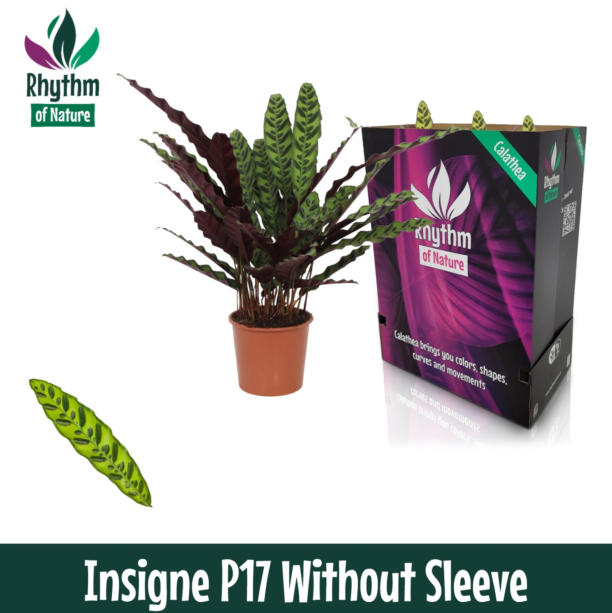 Calathea 17cm Insigne Rhythm of Nature zonder hoes (Lancifolia), D 17 cm