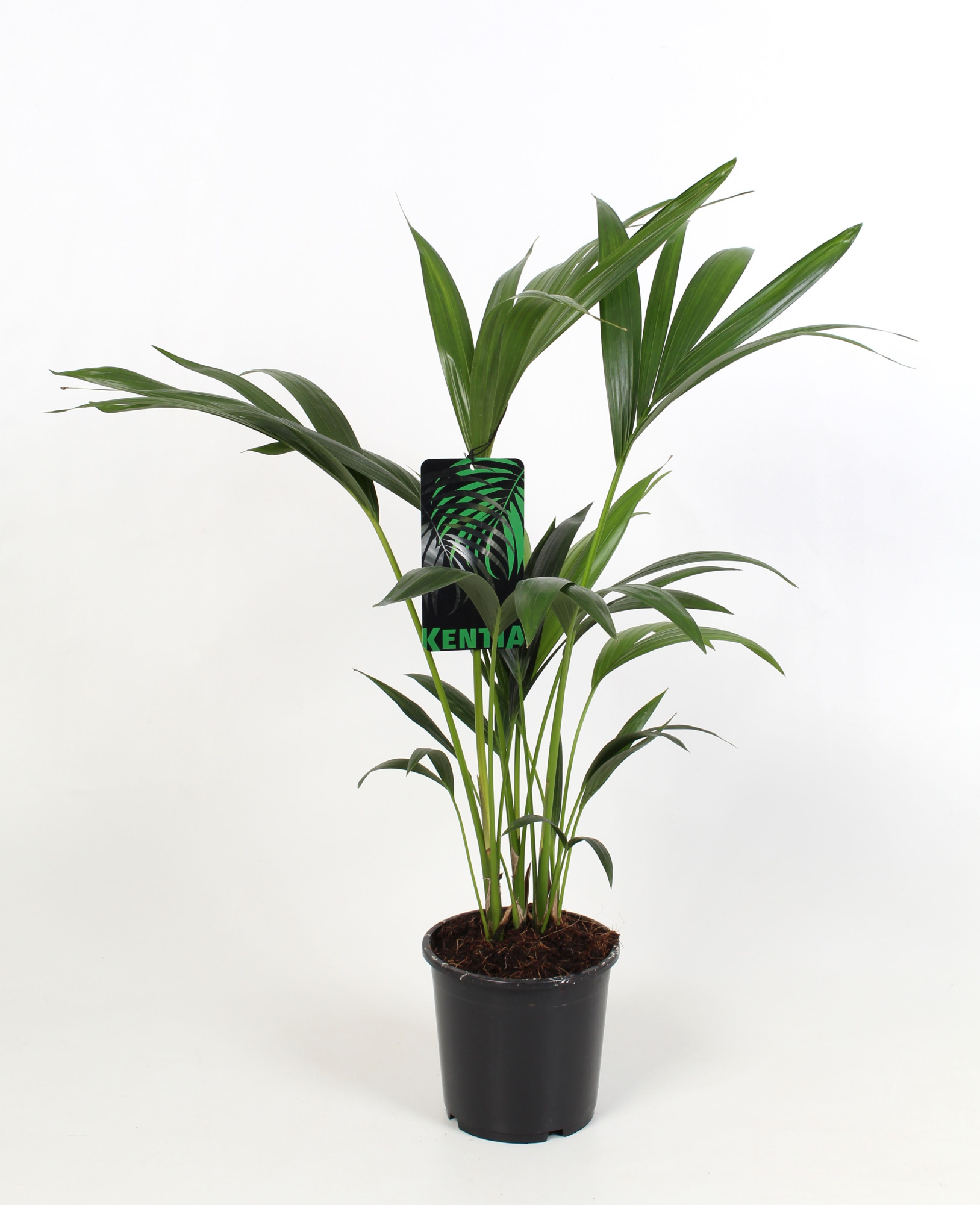 Kentia Howea Forsteriana, 4 stek p/pot, D 17 cm