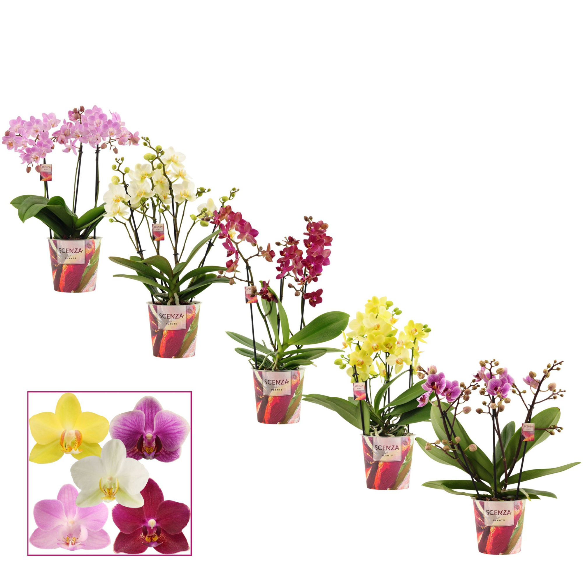 Phalaenopsis dazzling melange 3-4 tak (Scenza), D 12 cm