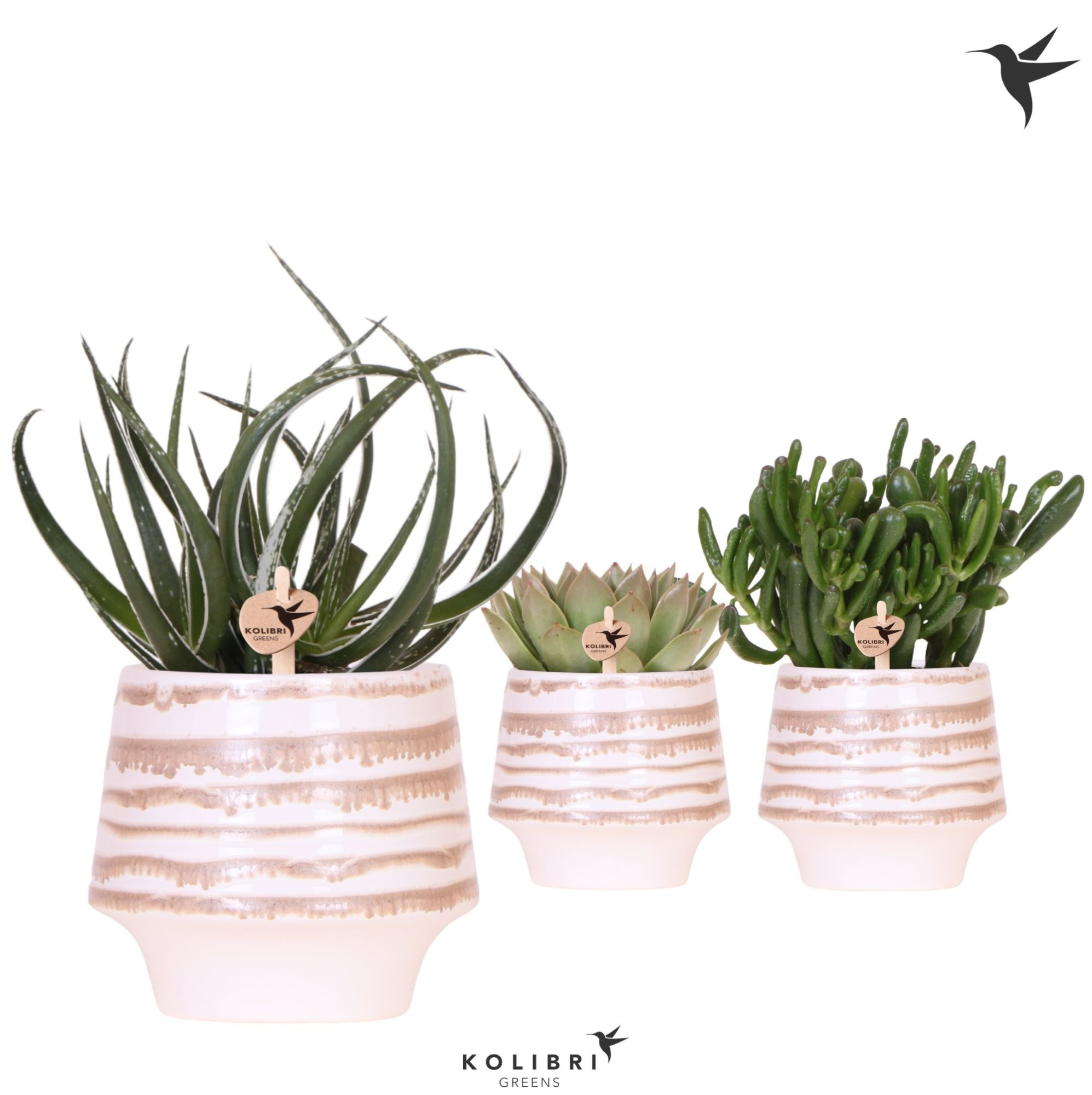 Kolibri Greens Succulenten mix in Moonstone pot white, D 12 cm