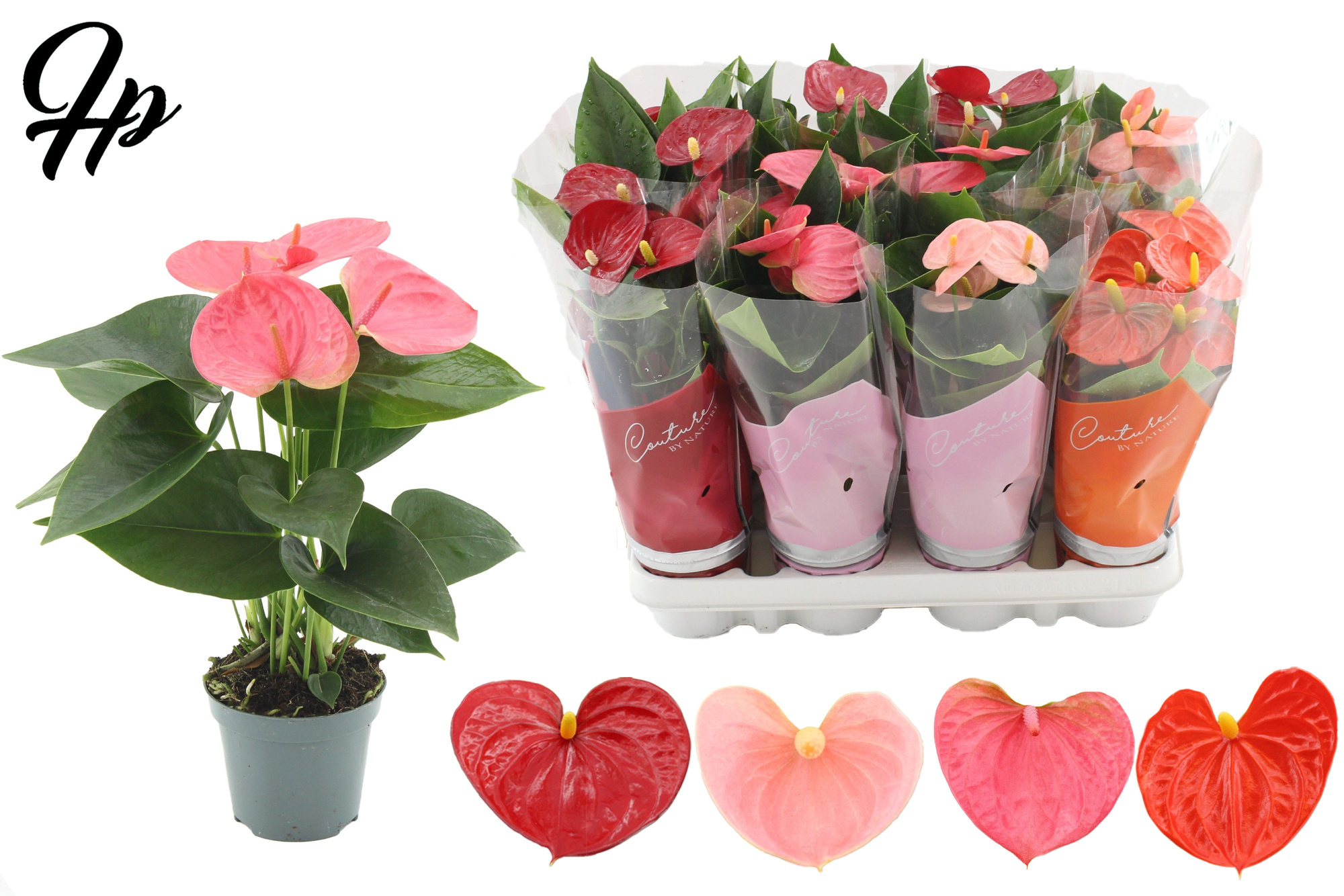 Anthurium 9 cm - 4 color mix in Couture sleeve, D 9