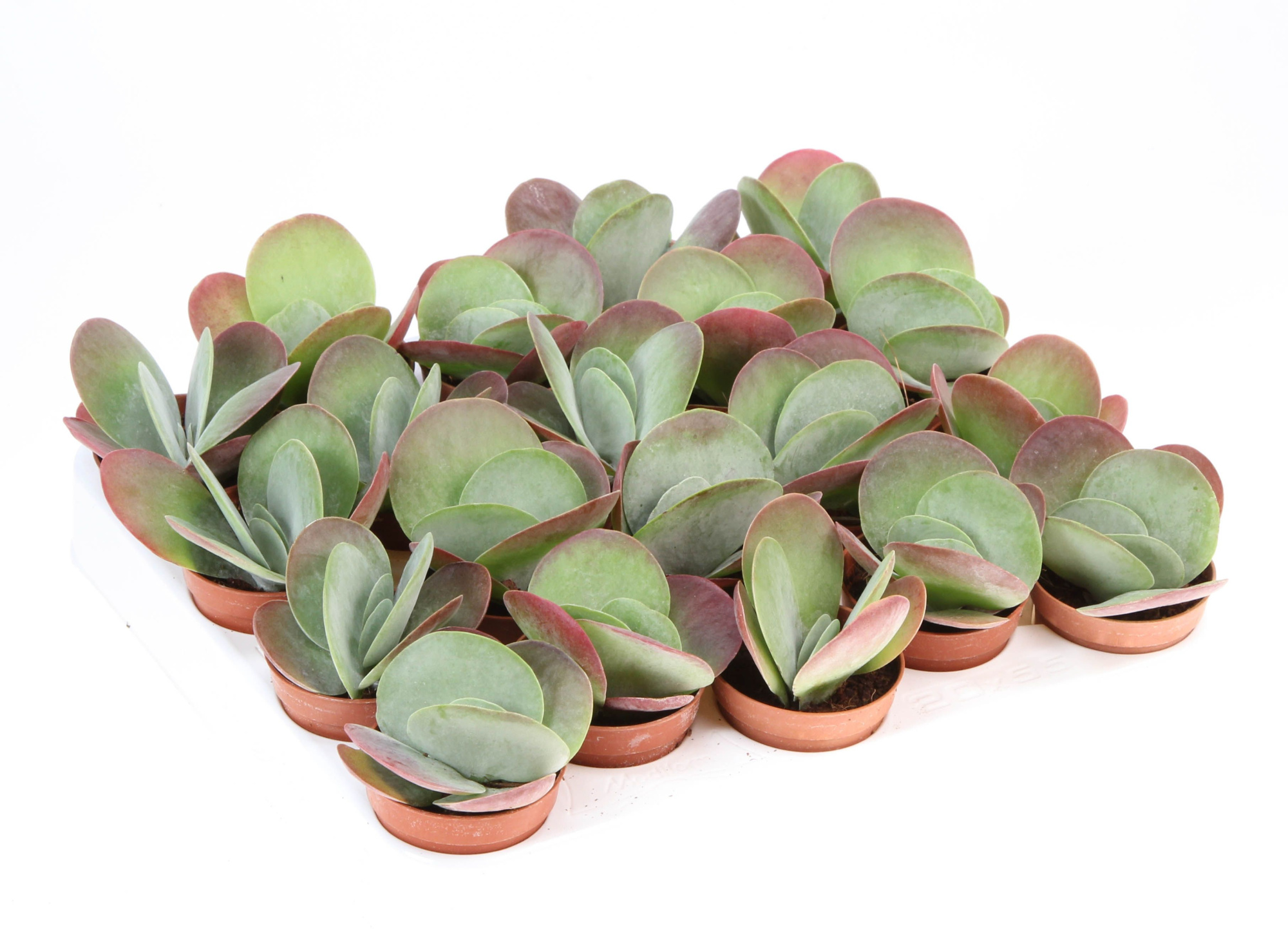 Kalanchoe thyrsiflora red lips, D 5,5 cm