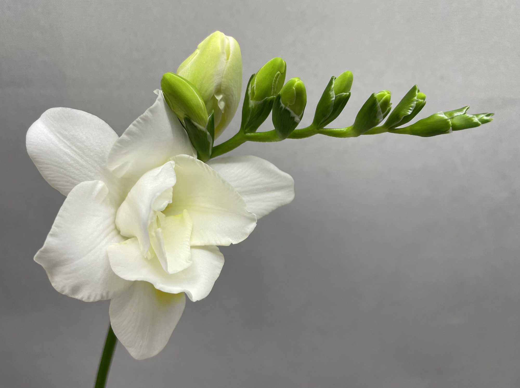 Фрезия дв. Воланте 45 (бел.), шт.