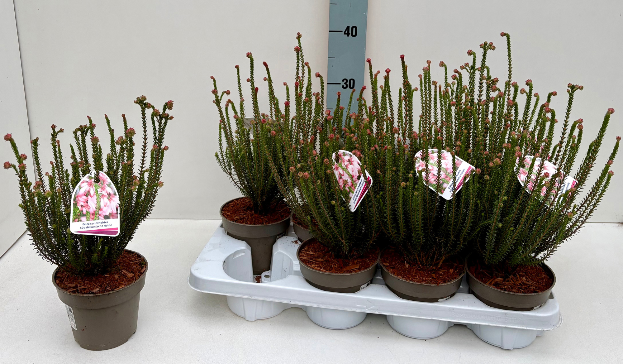 Erica cerinthoides 13T, D 13