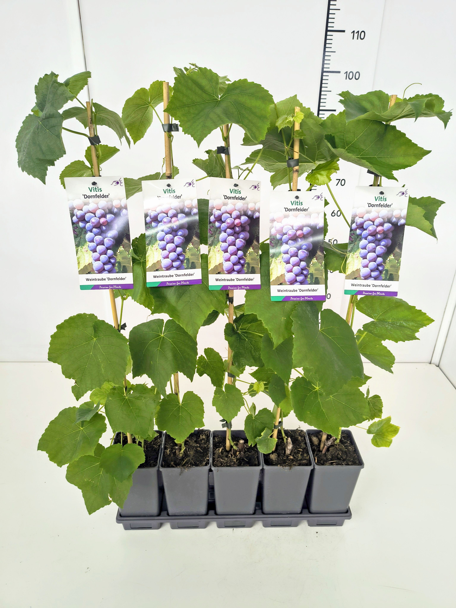 Vitis 'Dornfelder' 80CMC2, D 17 cm