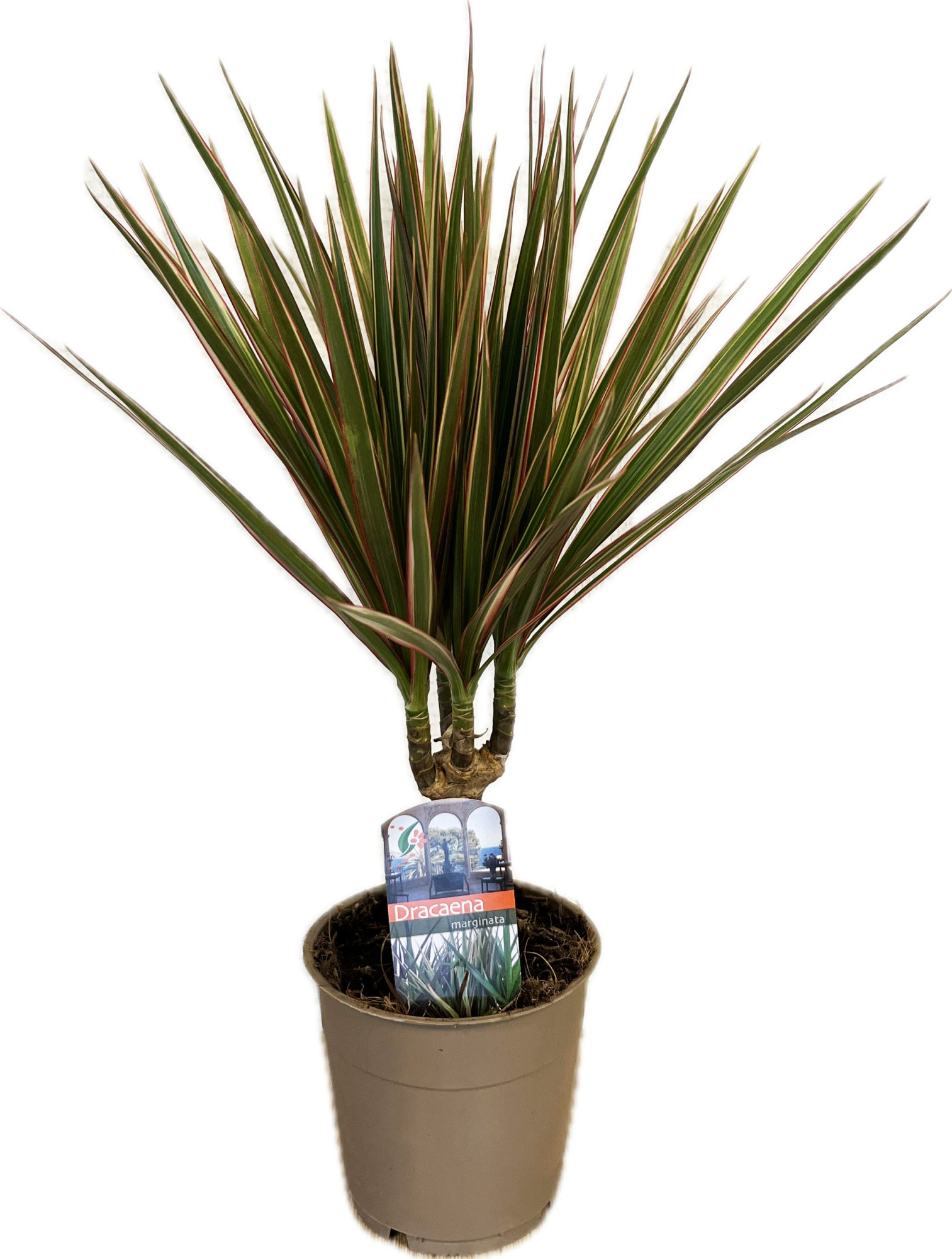 Dracaena marginata Bicolor, D 12 cm