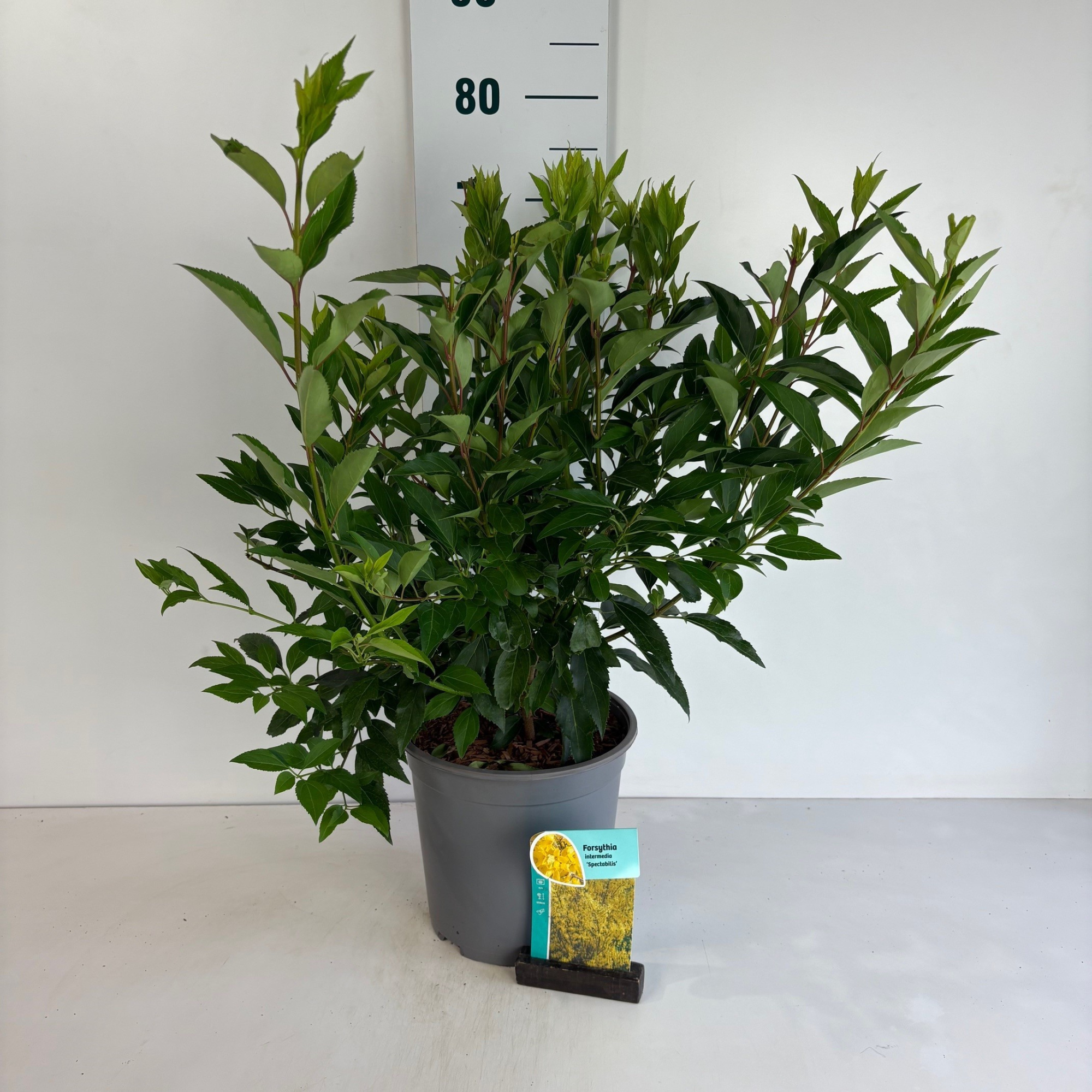 Forsythia intermedia Spectabilis, D 24 cm