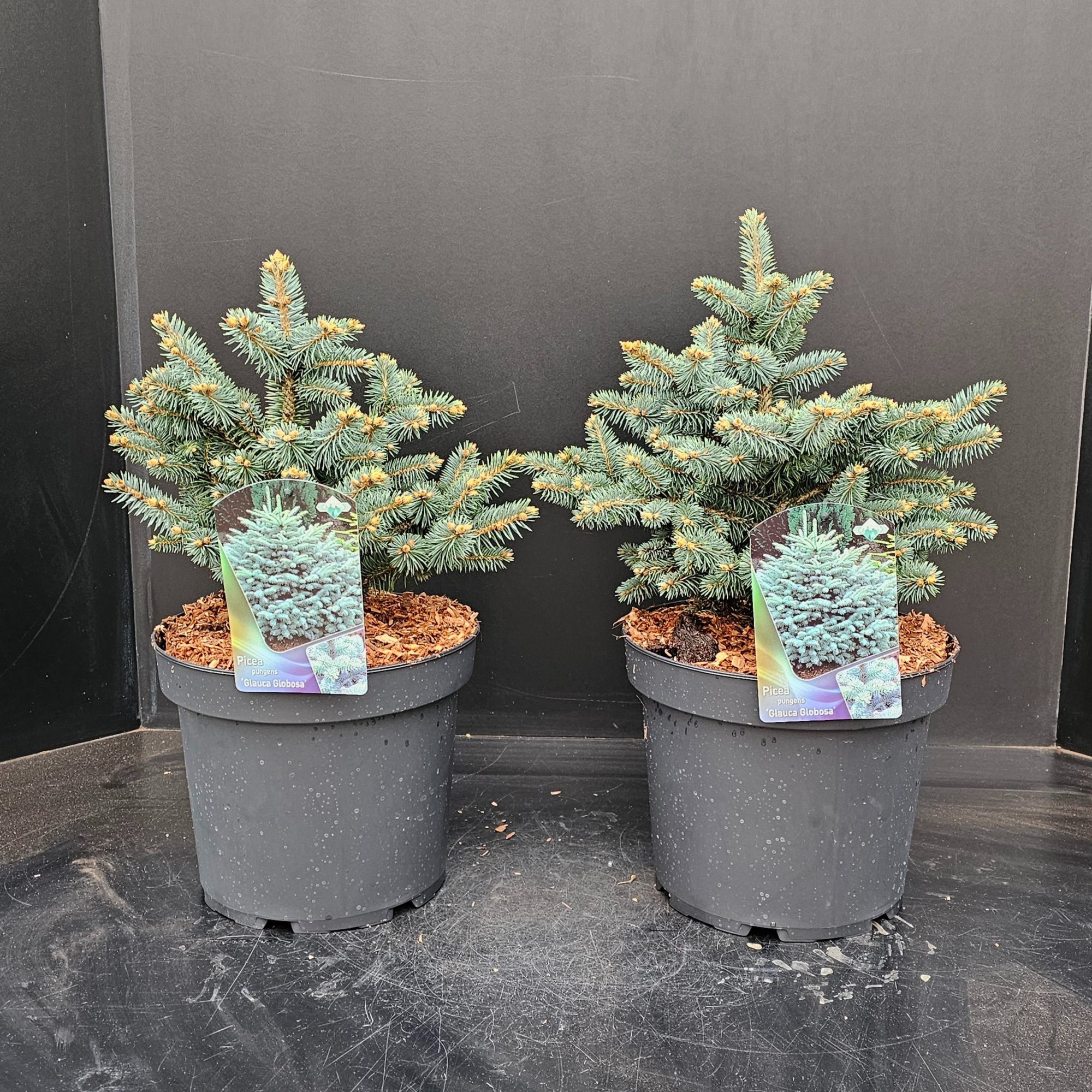Picea pungens 'Glauca Globosa P26, D 26