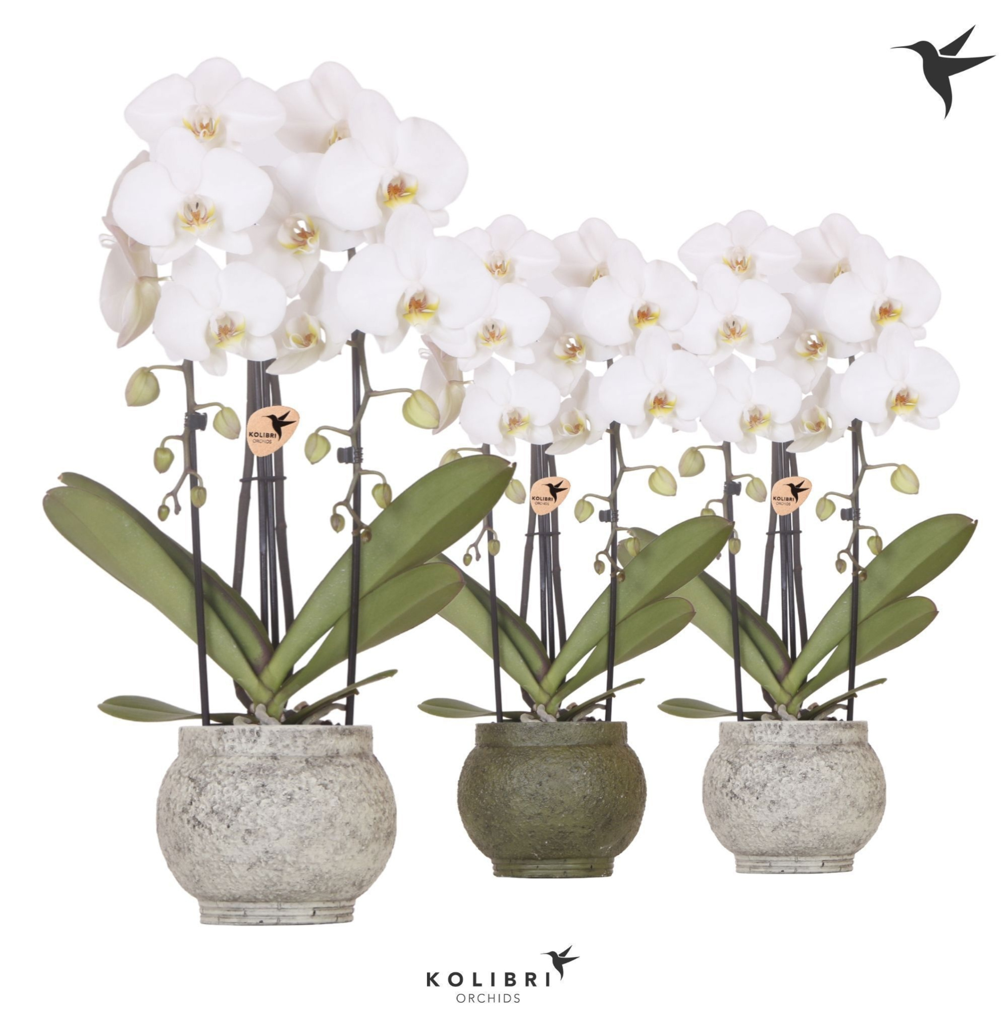 Kolibri Orchids Phalaenopsis Cascade Niagara Fall white 2 spike in Ancient pot green mix, D 12