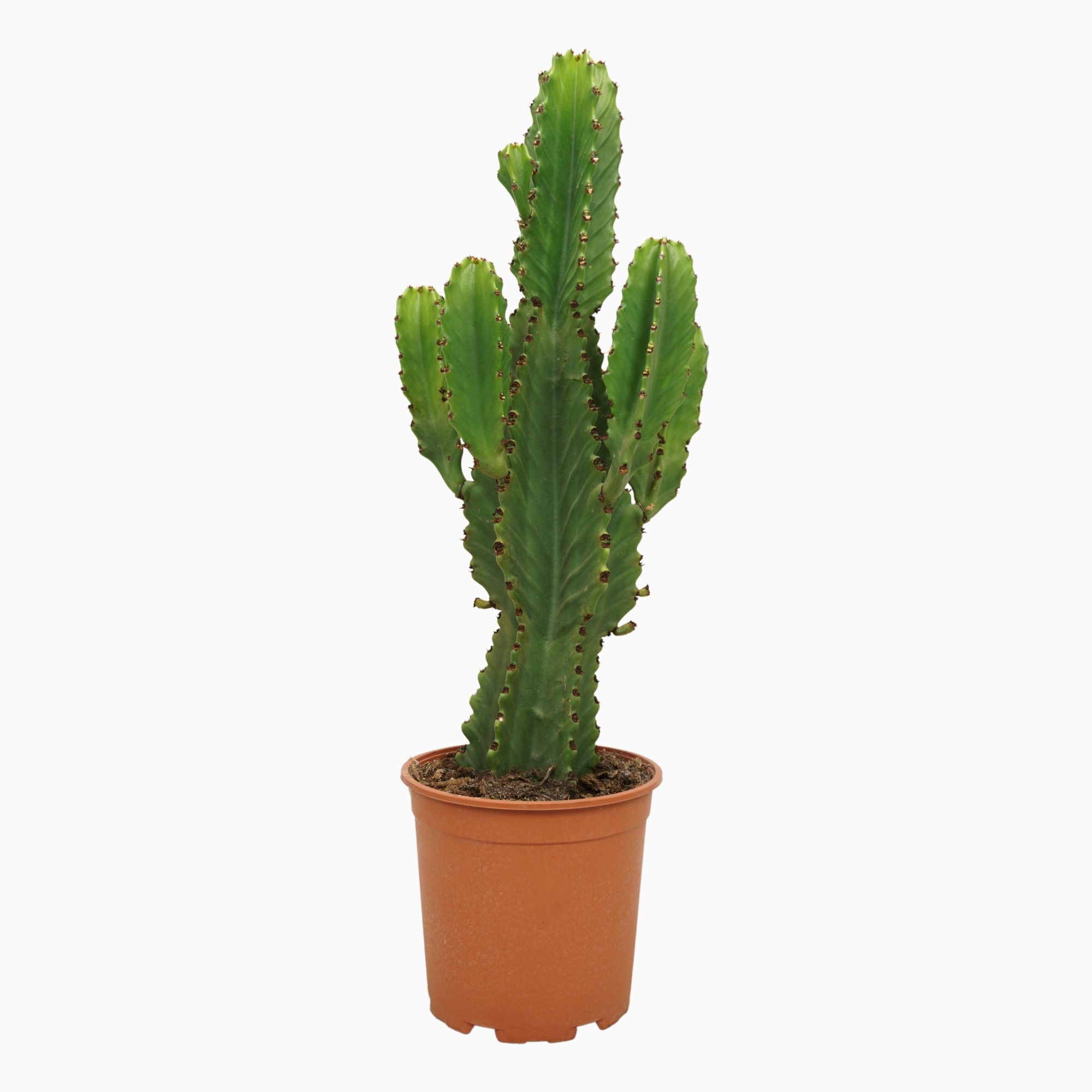 Euphorbia ingens 21 cm, D 21