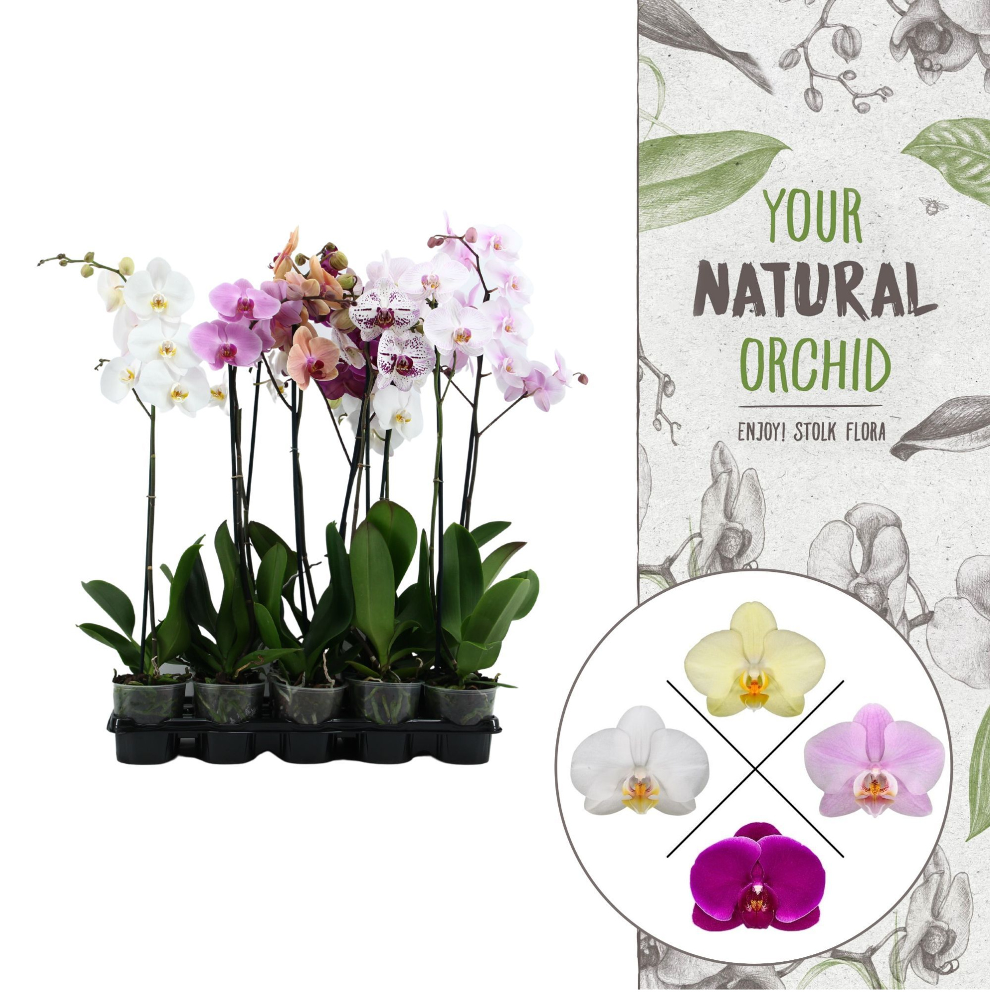 Your Natural Orchid | Mix 75cm | Phalaenopsis 1 spike, D 12