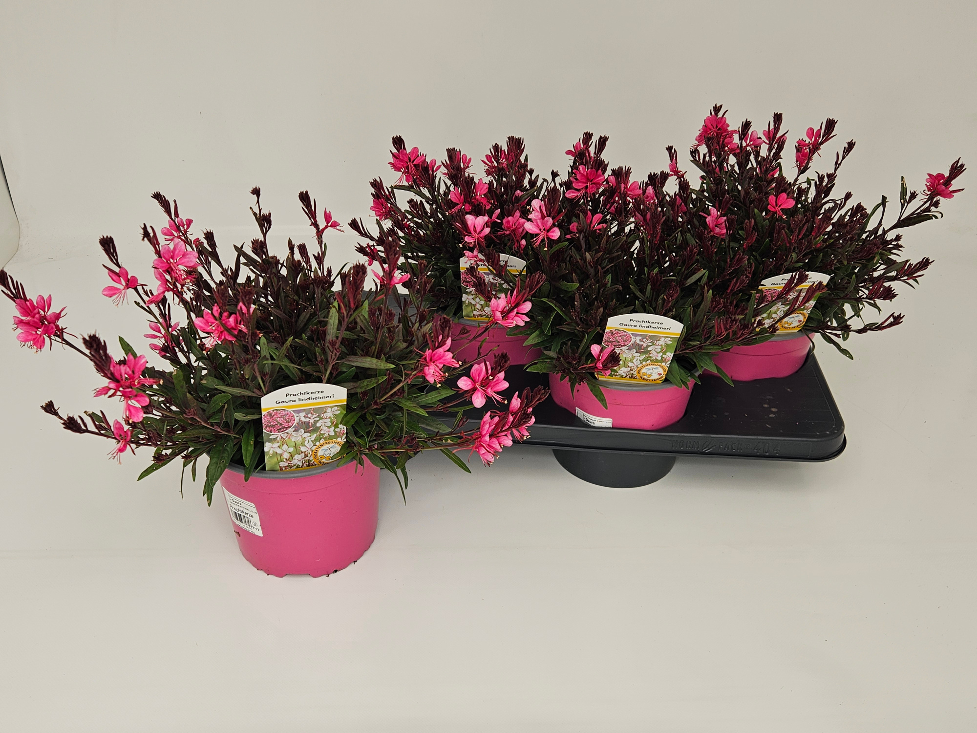 Gaura Bellezza Dark Pink / Gaudi rosa T17, D 17