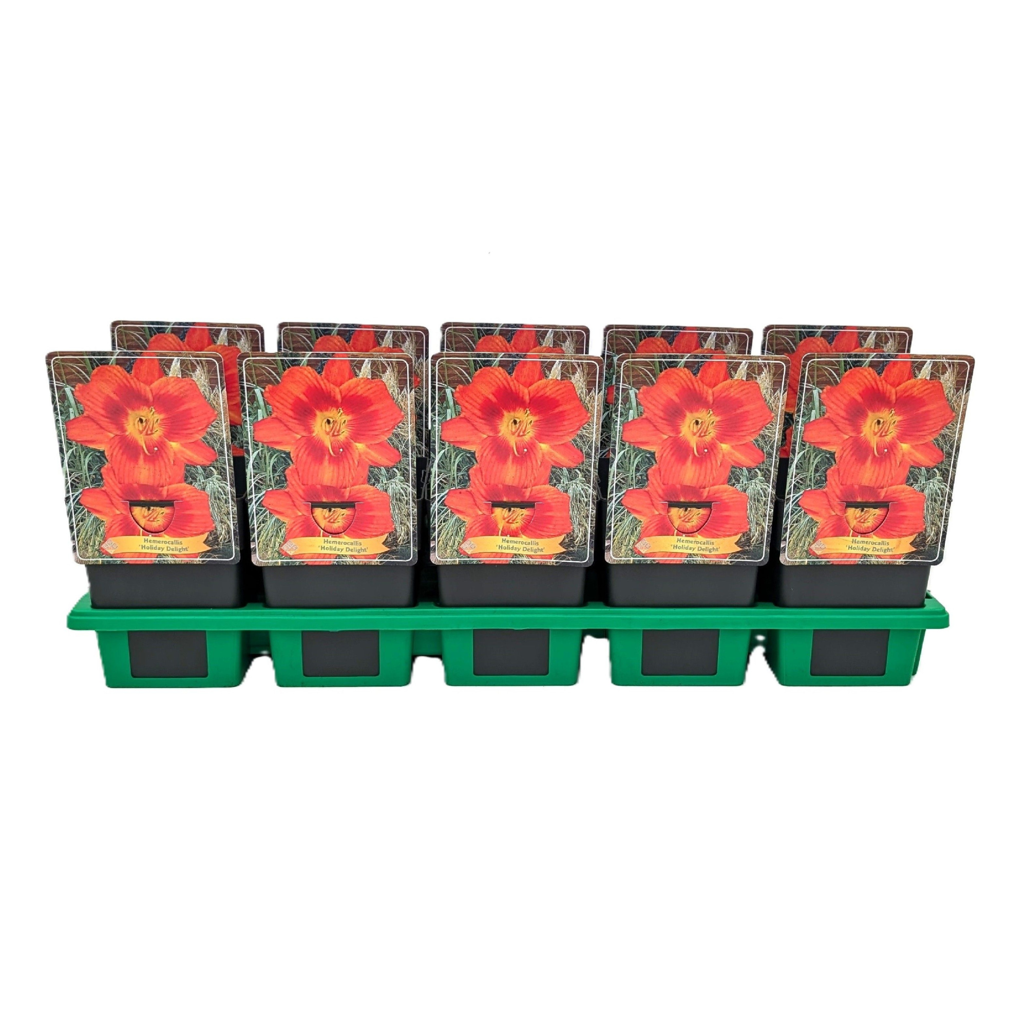 Hemerocallis 'Holiday Delight' P11, D 11 cm