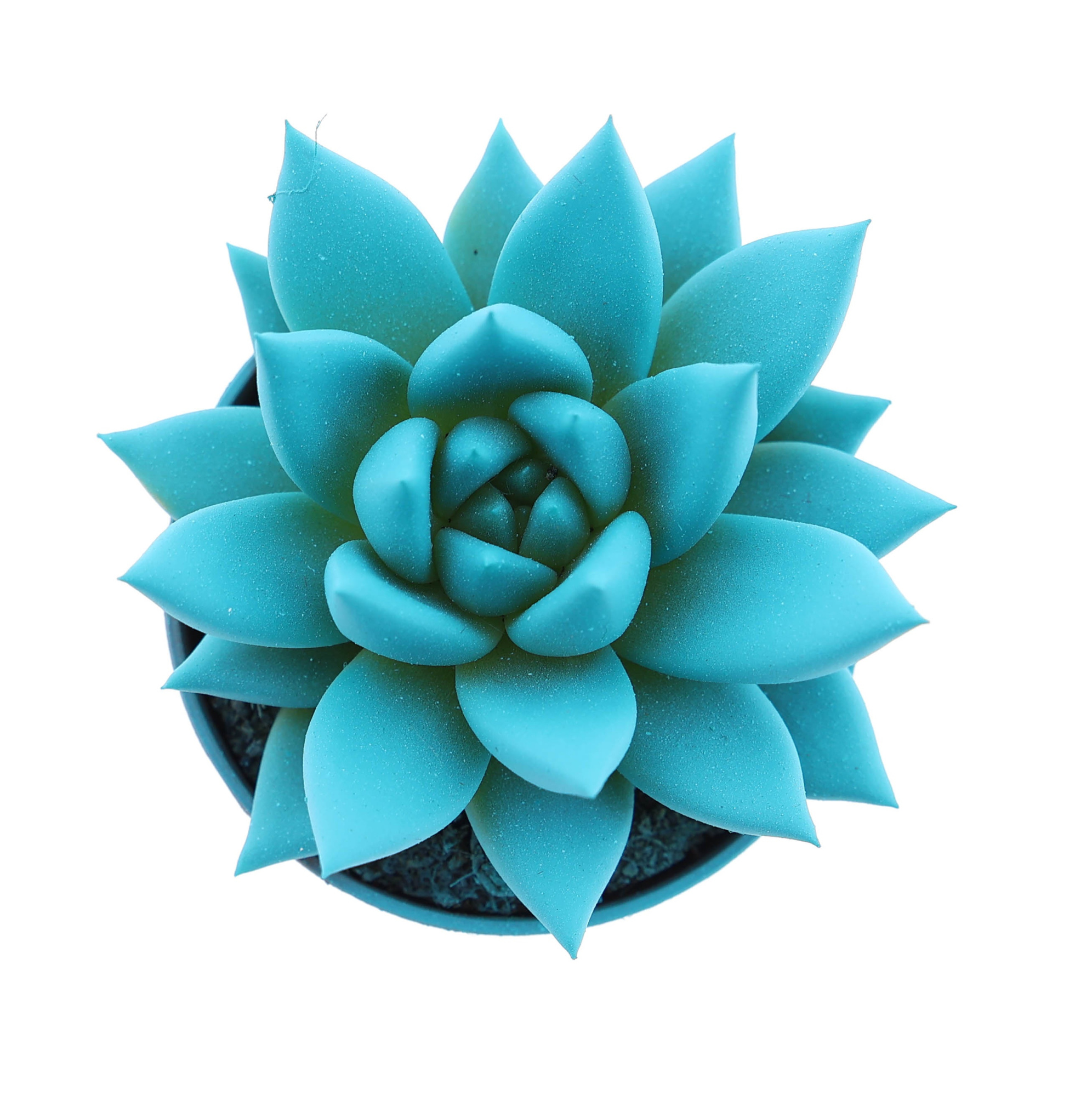 Rainbow mint, D 5,5 cm