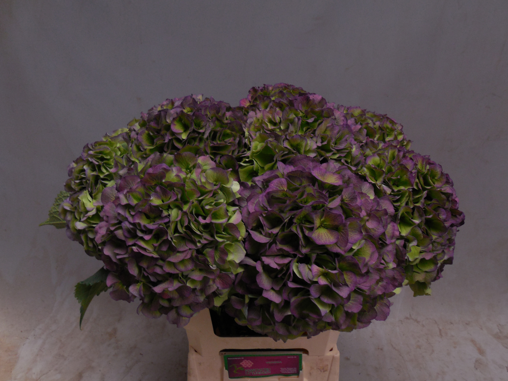 Гортензия Верена Блю Классик 60, шт.