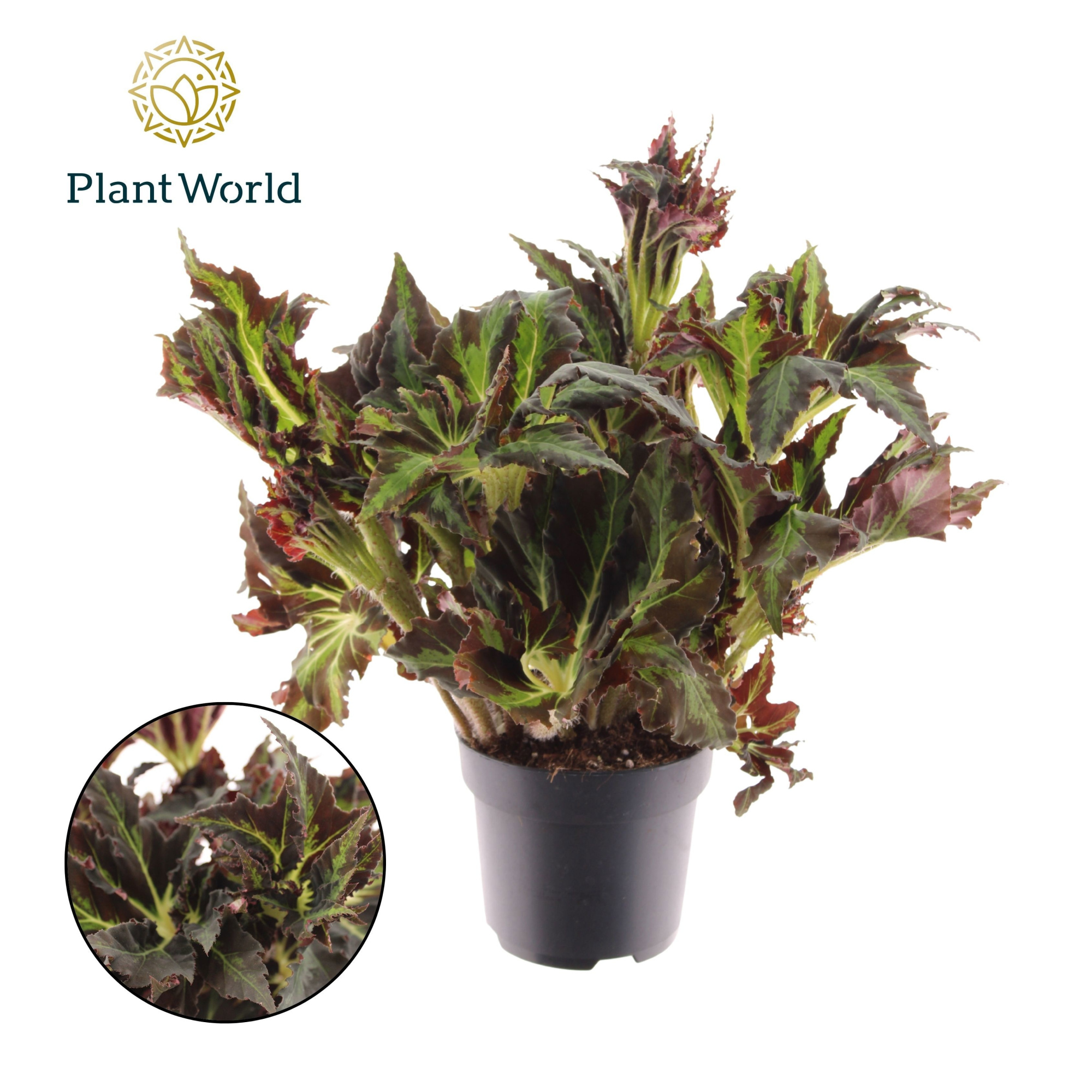 Begonia heracleifolia Vampire, D 17 cm