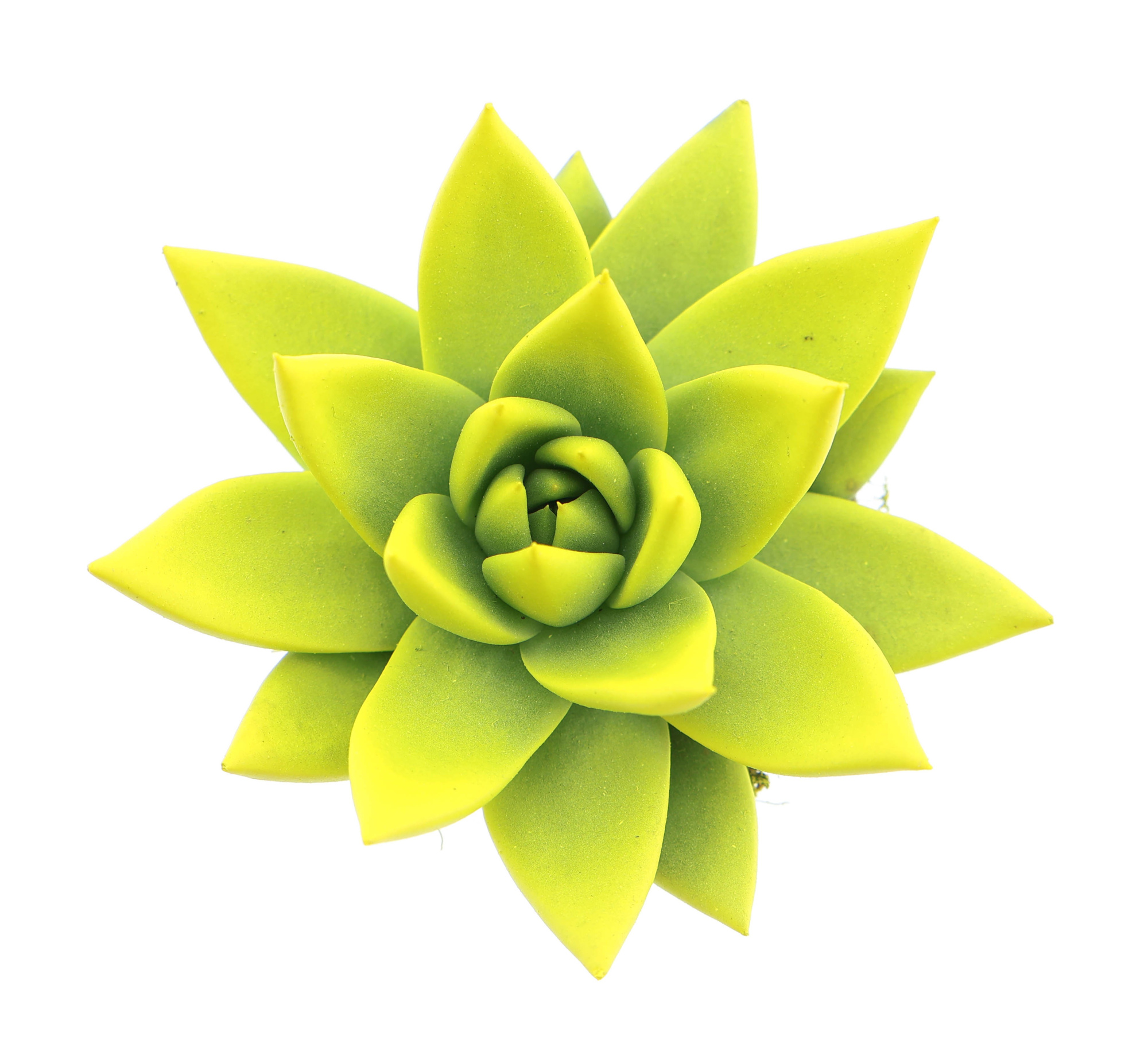 Rainbow yellow, D 6 cm