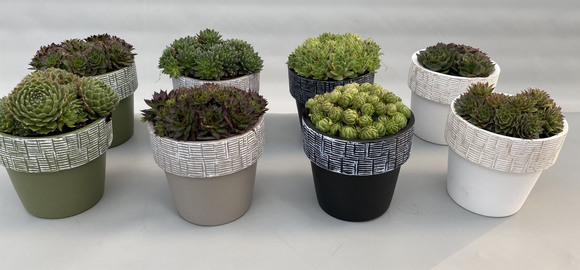 Sempervivum 9cm in Arizona keramiek, D 10 cm