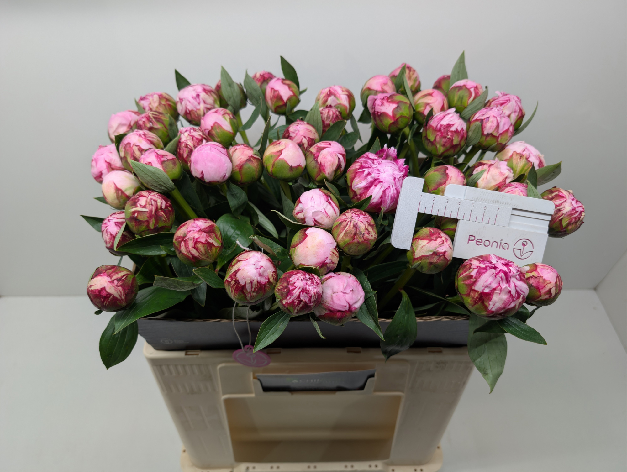 Пион Сара Бернар 55, шт.