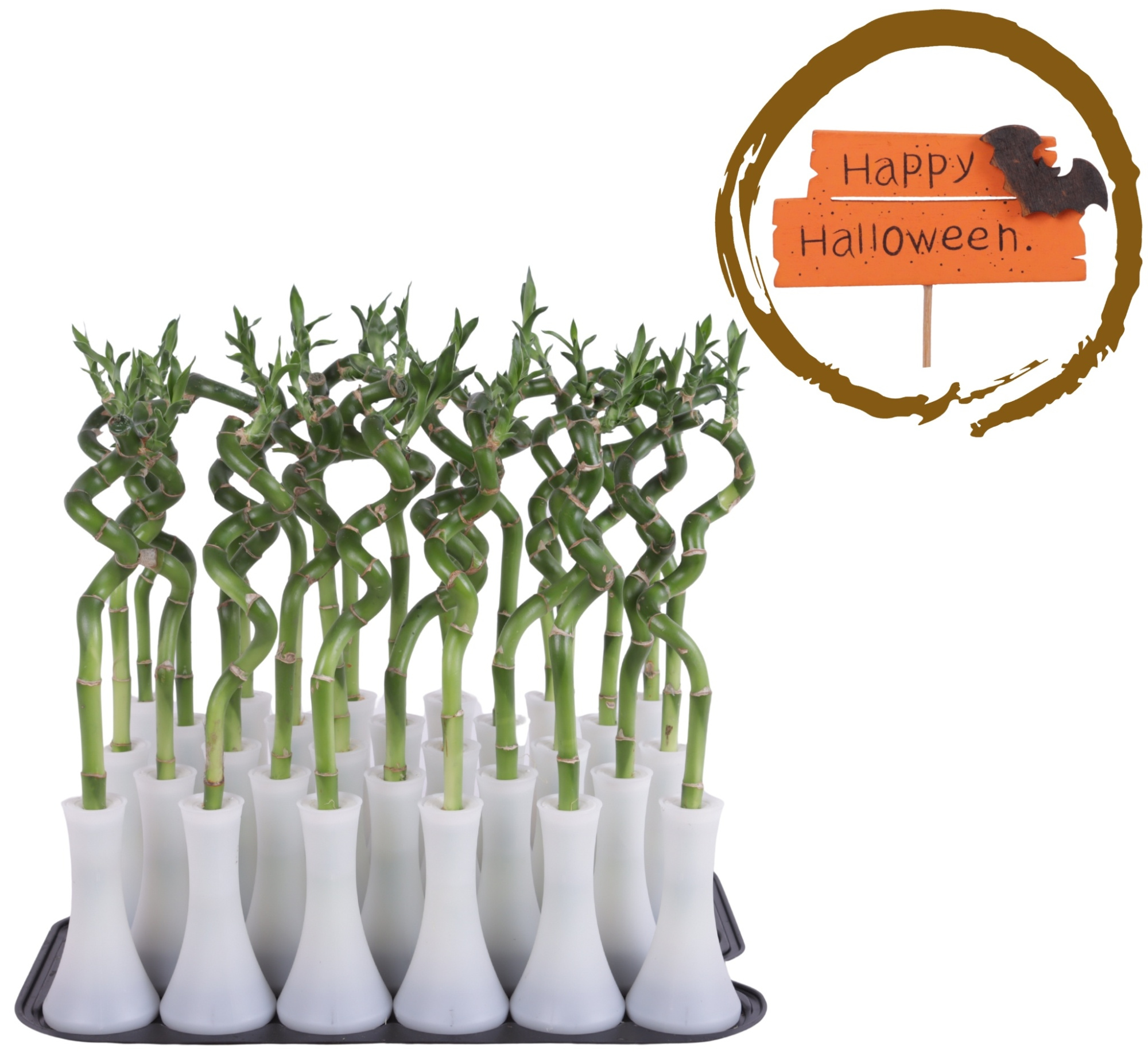 Lucky Bamboo Stem Spiral 30cm in Tube Vase White, D 6 cm