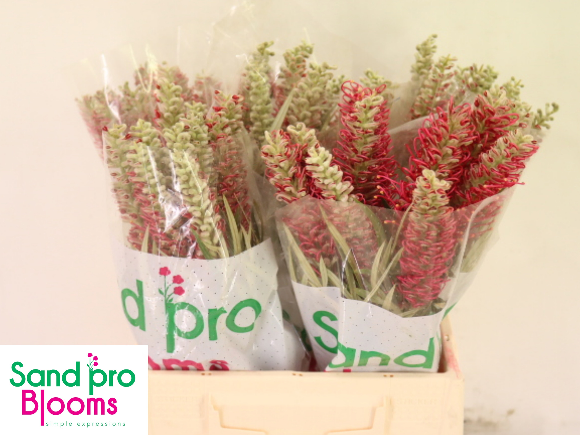 Гревиллея Мисти Рэд 40, шт.