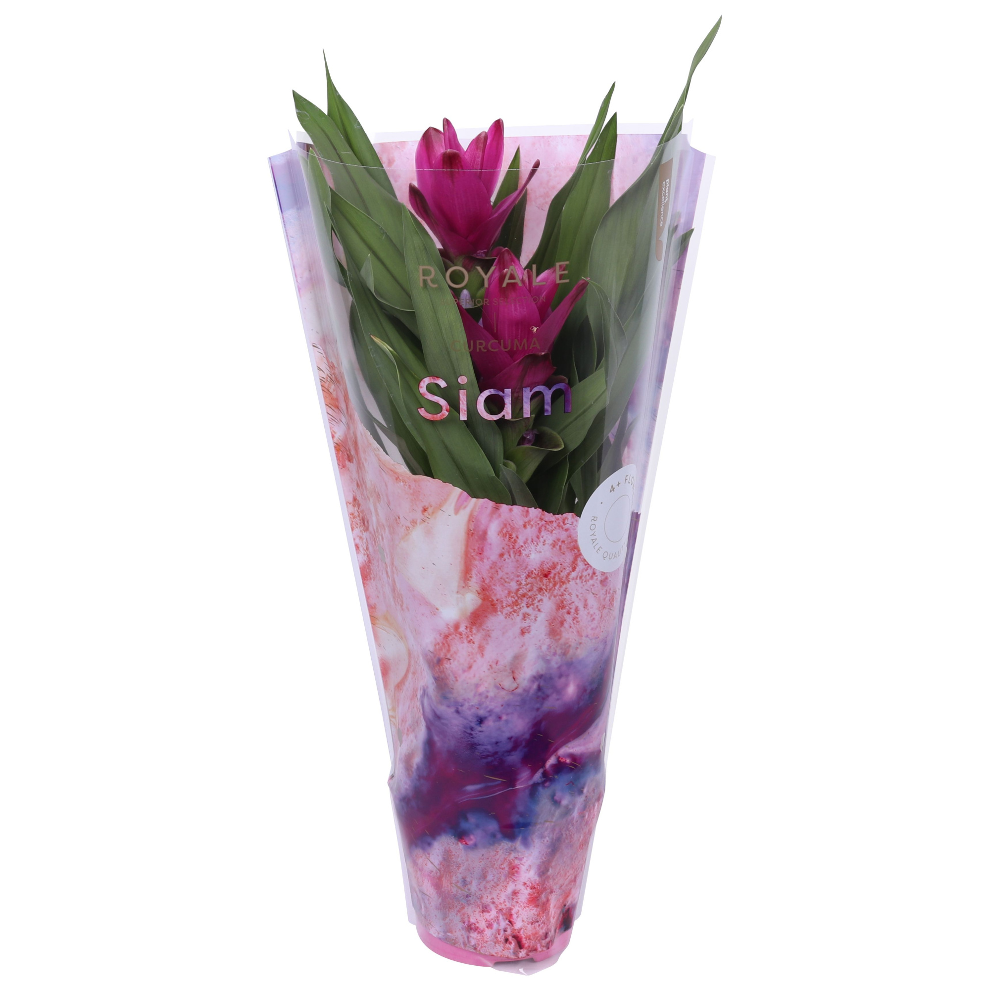 Royale - Curcuma Siam Sublime 12 cm, D 12